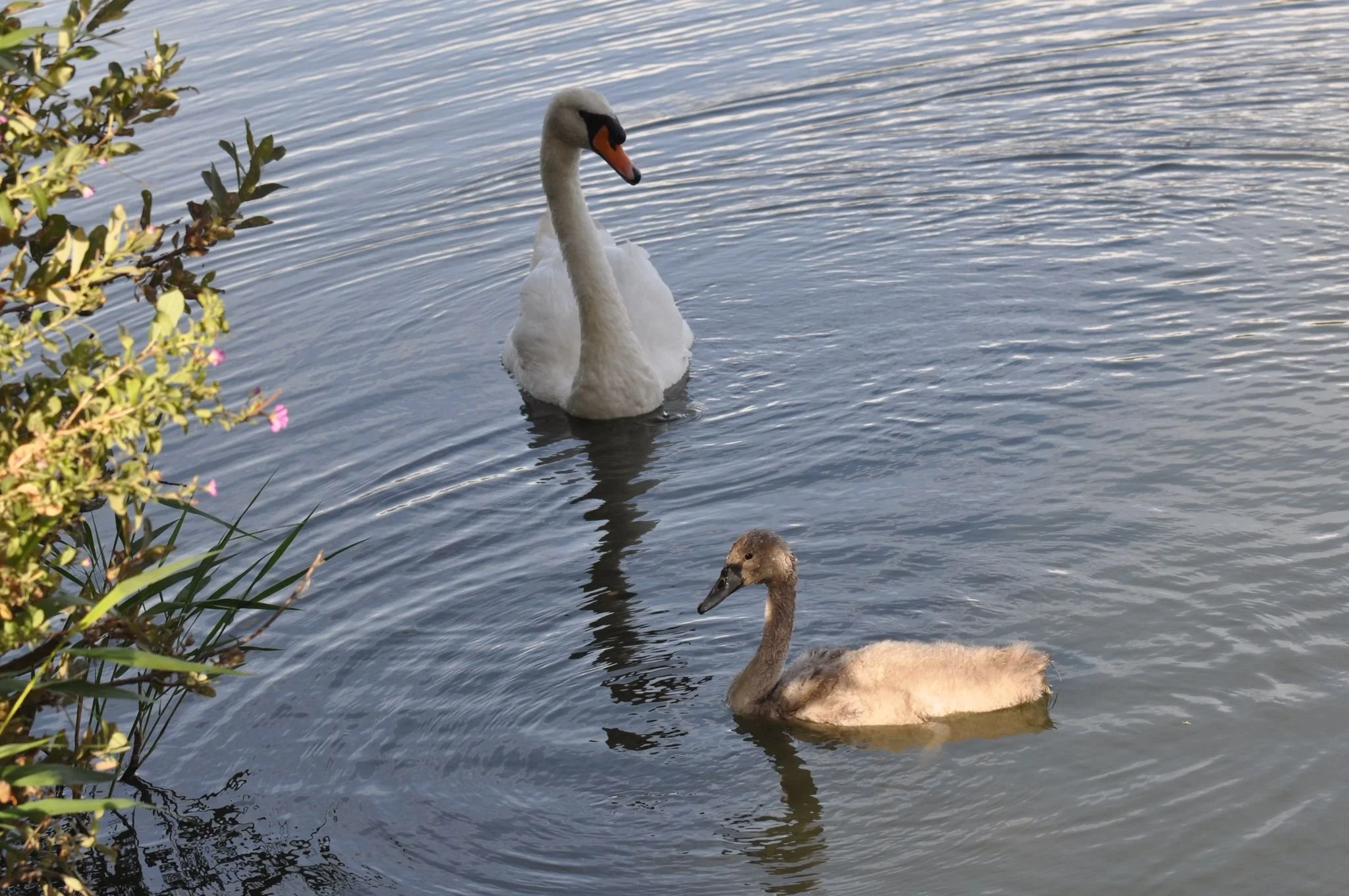 A adult swan and a young swan swimming in a body of water, near some plants with pink flowers on the left side.
