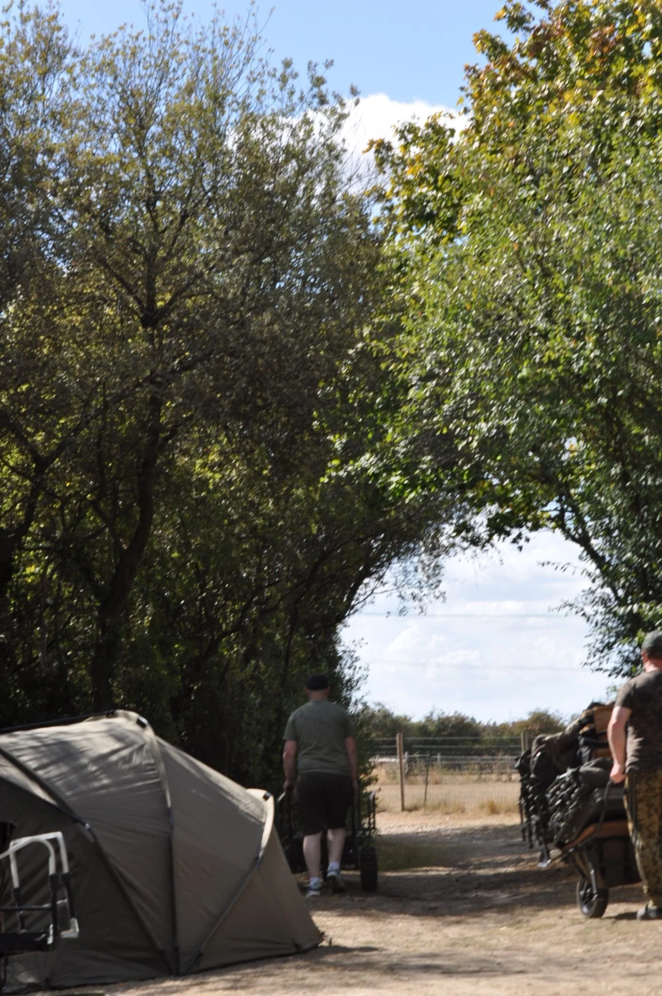 People setting up a camping site outdoors with a tent and a cart, under a tree arching overhead on a sunny day.