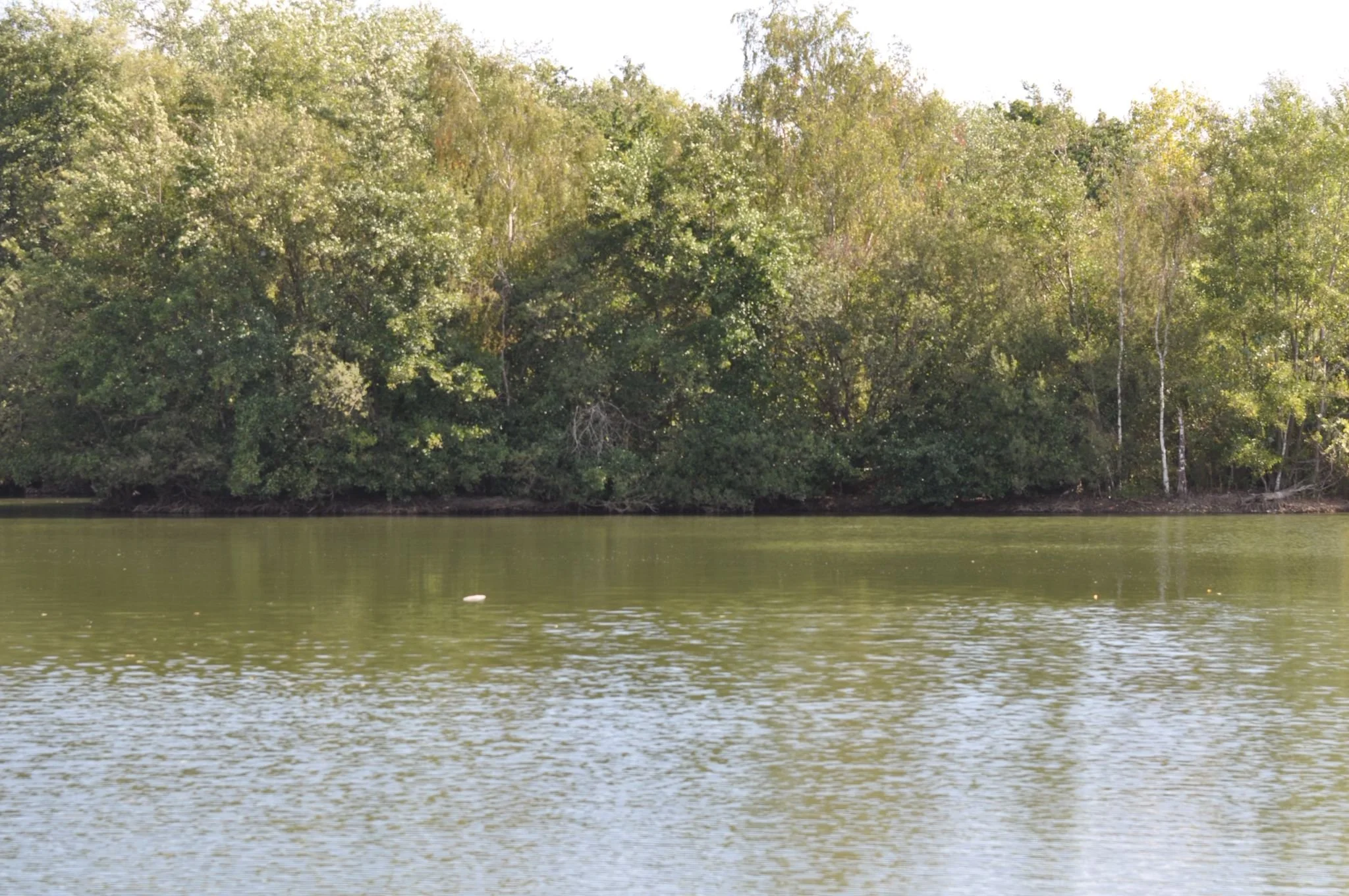 Photo of a river or lake with trees and lush green foliage on the opposite bank.