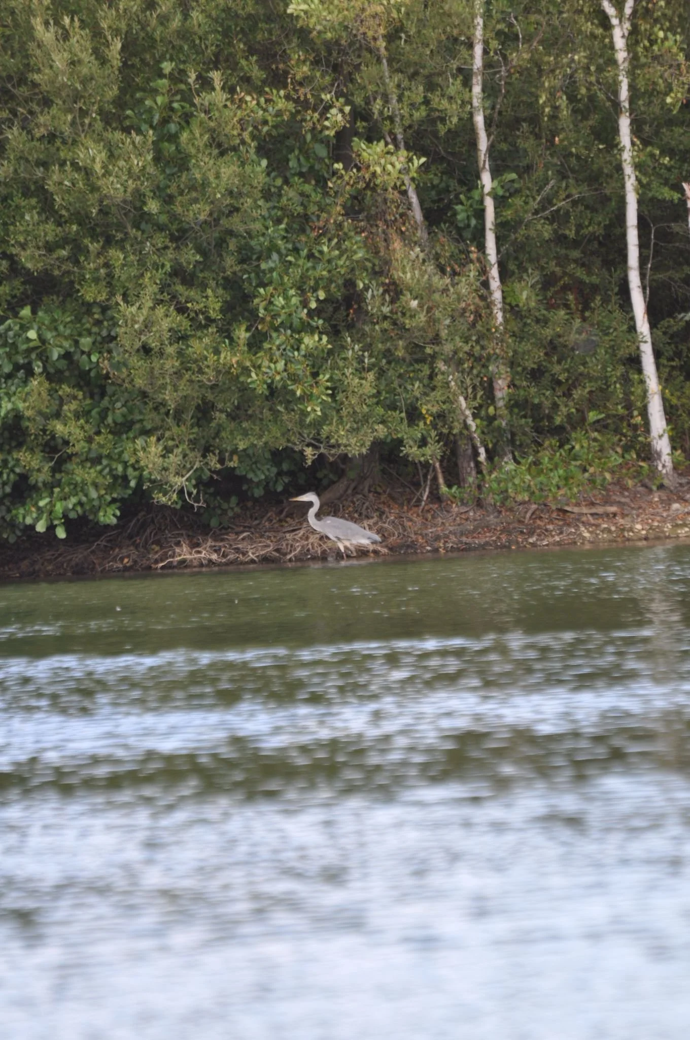 A heron standing on the shore of a body of water with dense green trees and bushes in the background.