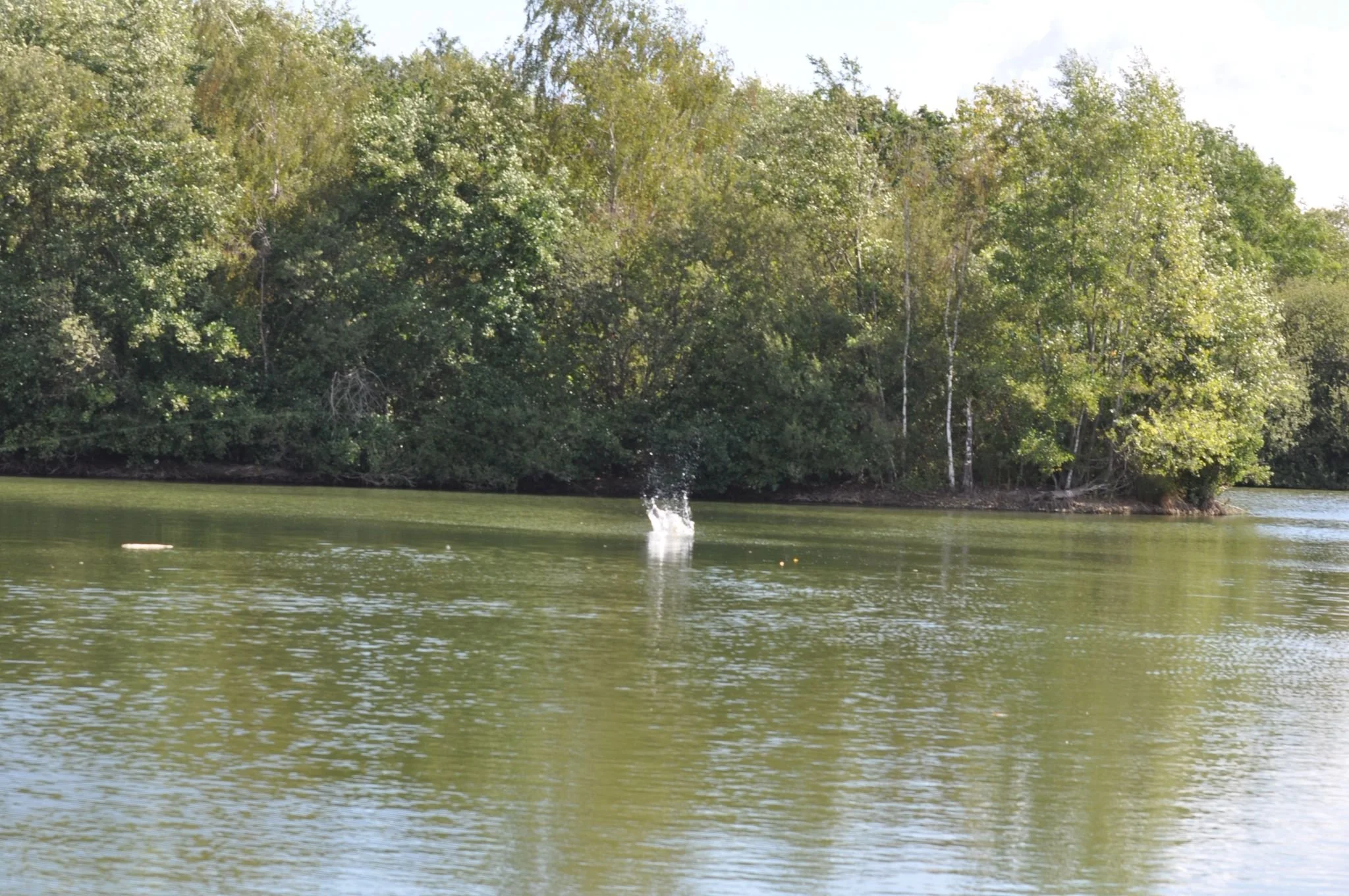 A body of water with trees along the shoreline in the background, and a splash in the water, possibly from an object or animal.