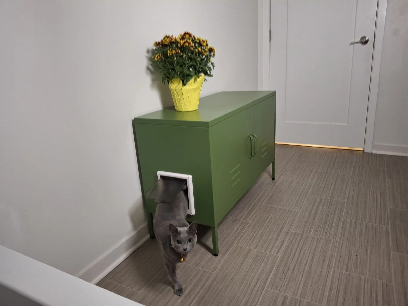 Hidden Litter Box Ideas for Small Apartments