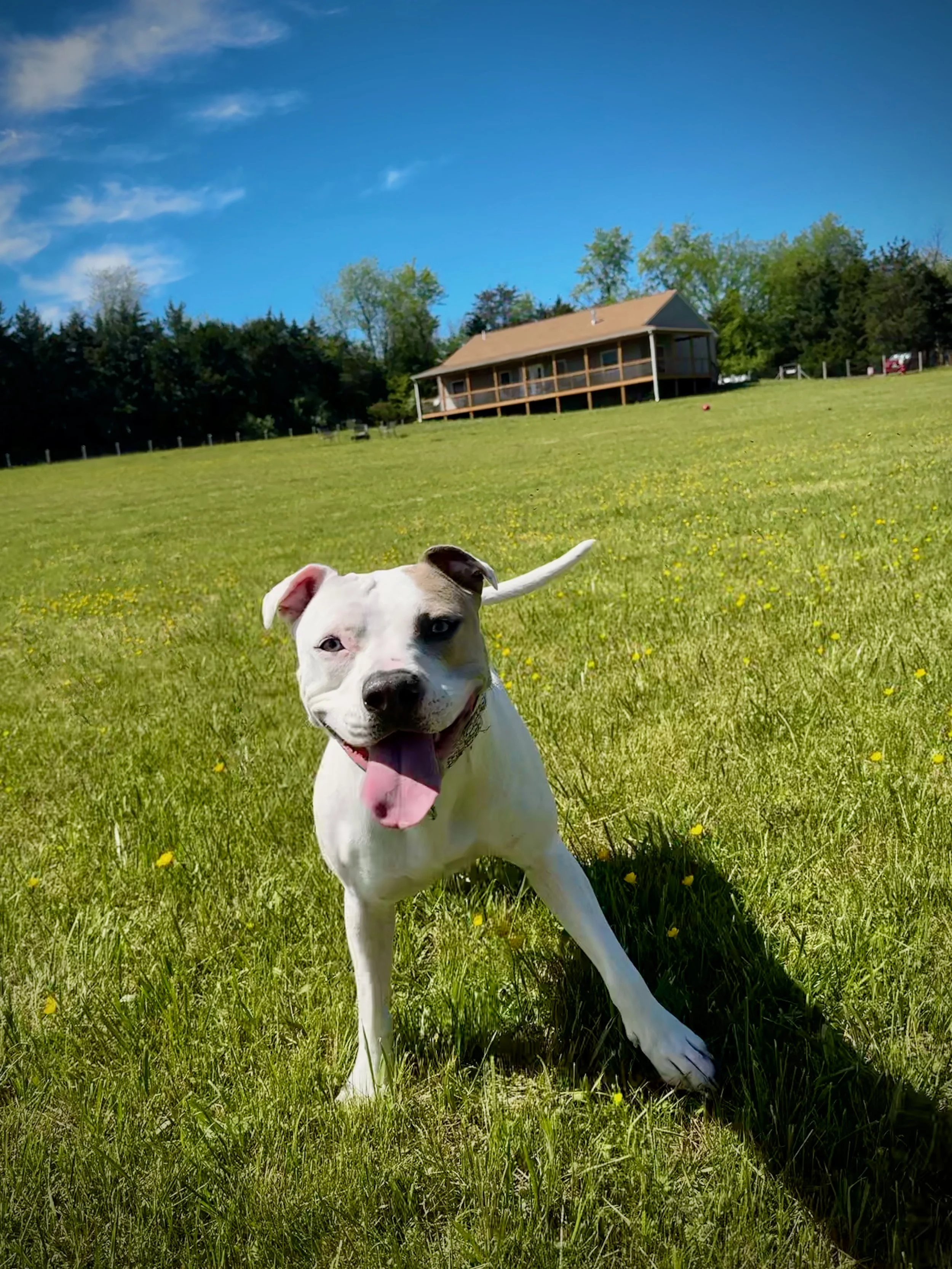 A playful white dog with black markings on its face, happily running in a grassy field with yellow flowers, with a house and trees in the background under a bright blue sky.