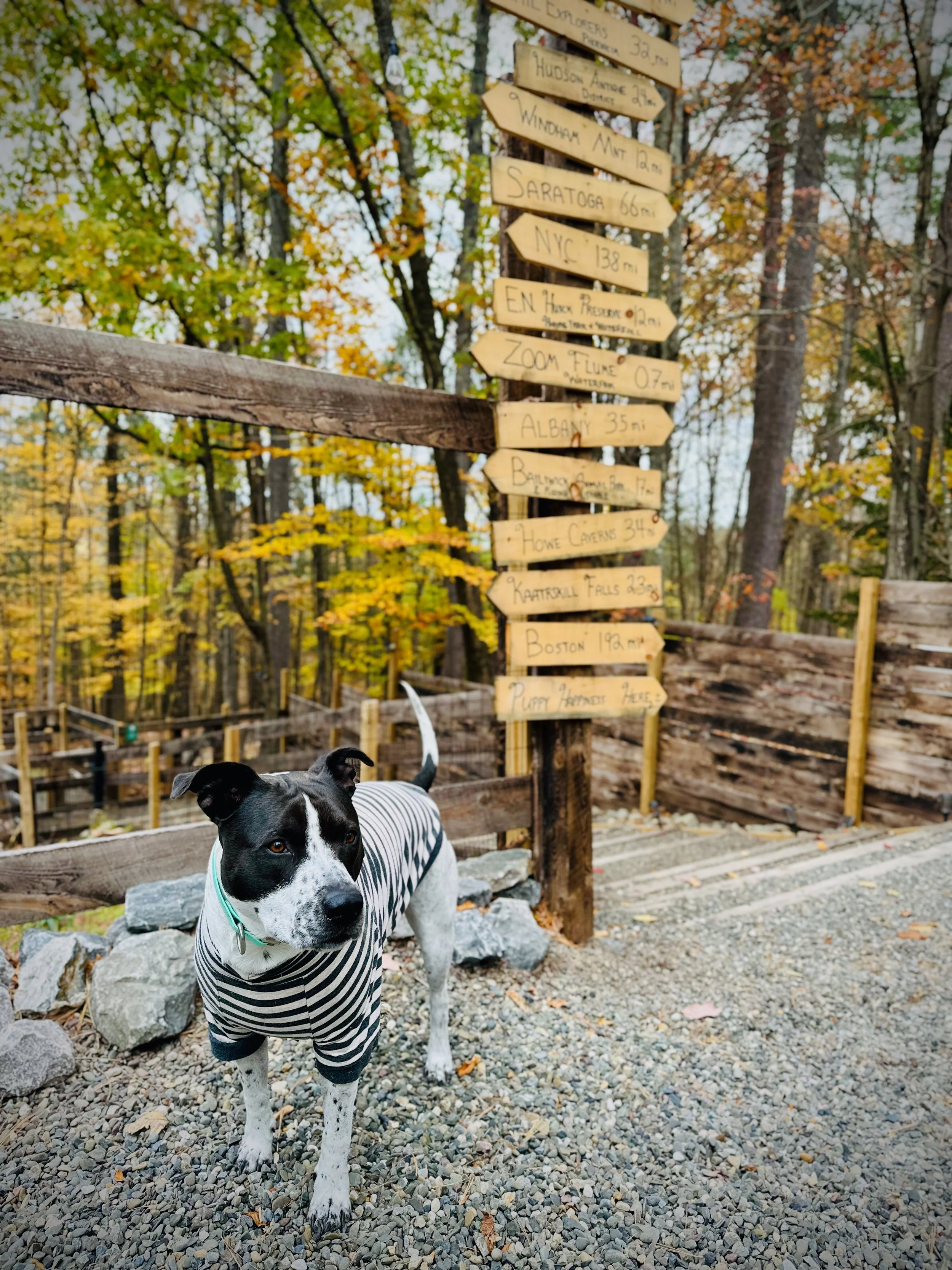 A black and white dog wearing a striped shirt standing on gravel ground in front of a wooden signpost with multiple directional signs, surrounded by trees with autumn foliage.
