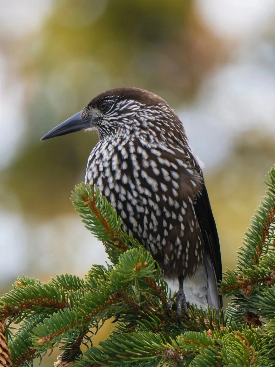 Northern nutcracker, a brown and white spotted bird with a thin black beak, sits on a pine branch looking to the left