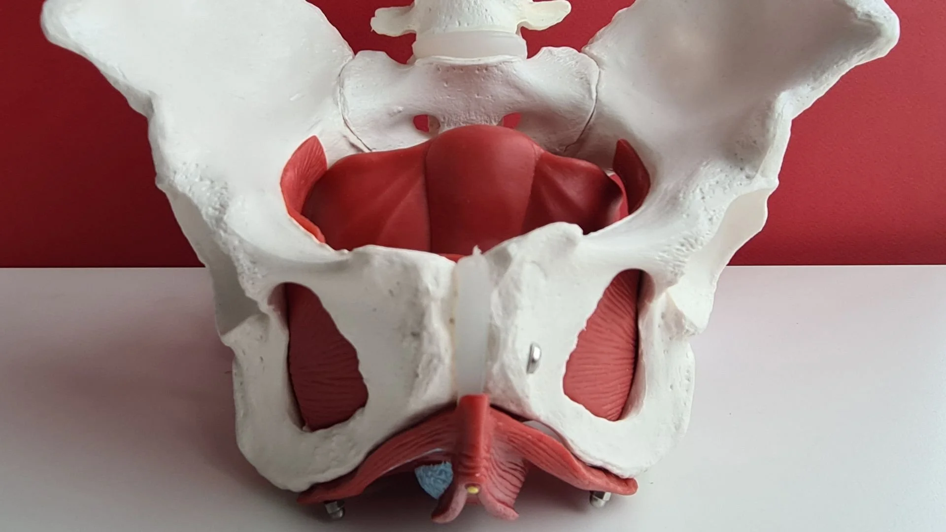 Modell eines menschlichen Beckens mit sichtbaren Muskulaturstrukturen im Inneren.