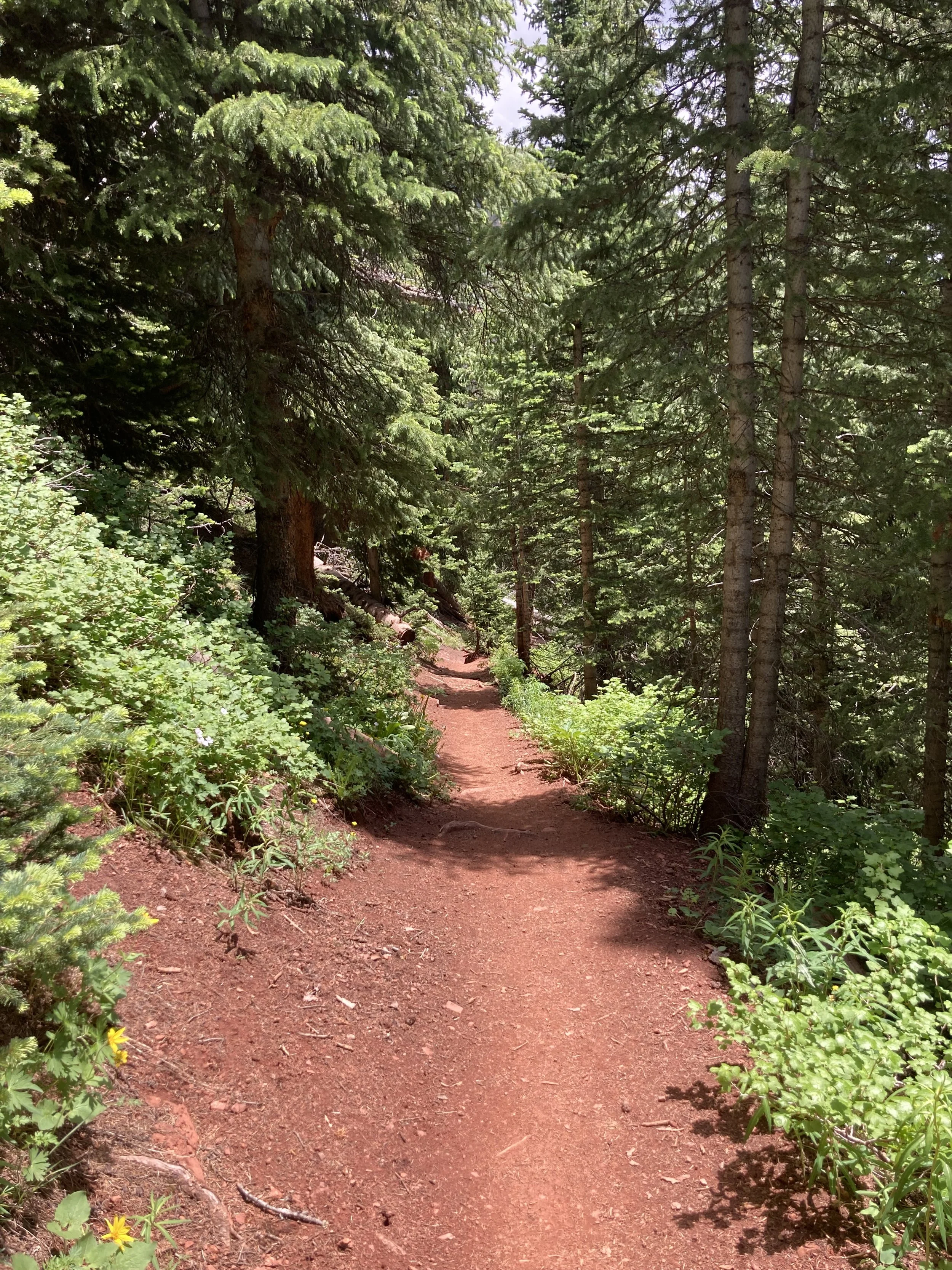 A dirt trail winds through a lush green forest with tall trees and dense foliage on either side, creating a pathway in the woods during daytime.