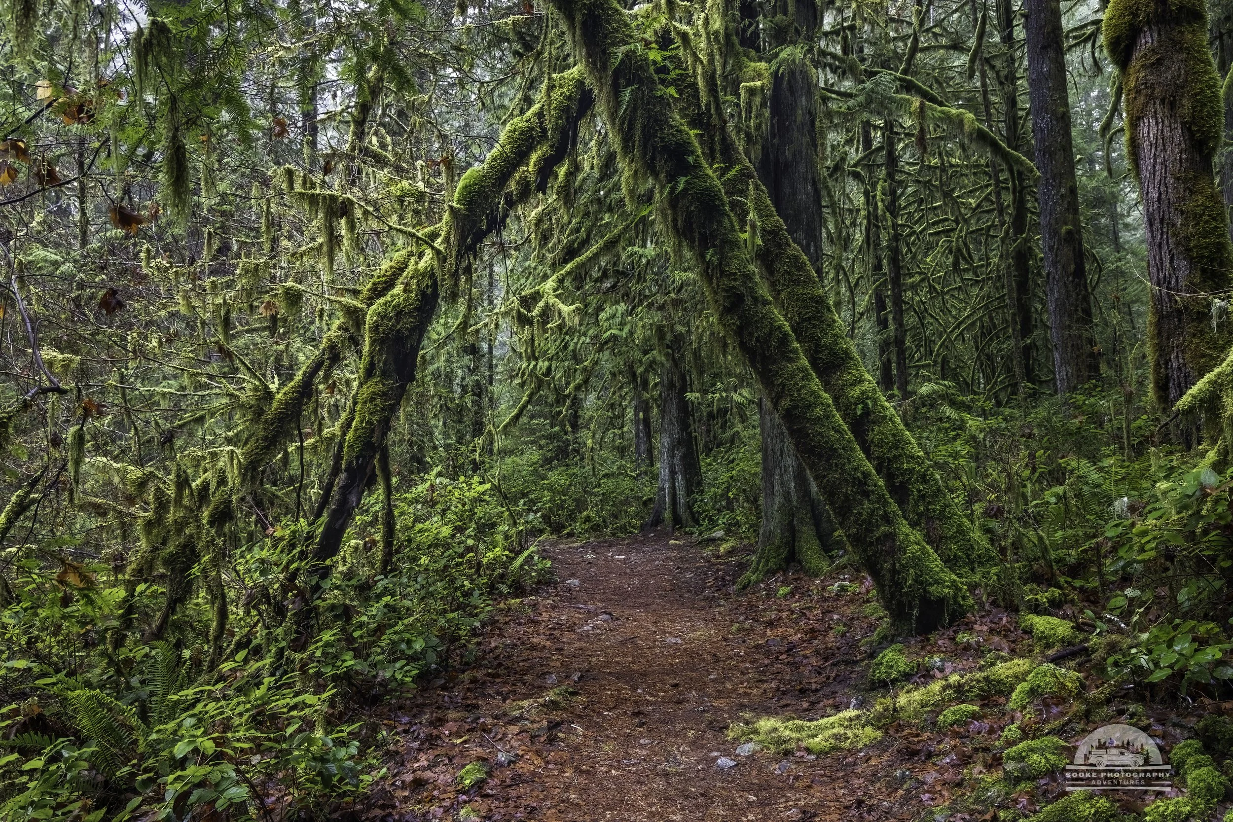 Photography in the Rainforest - TM 02