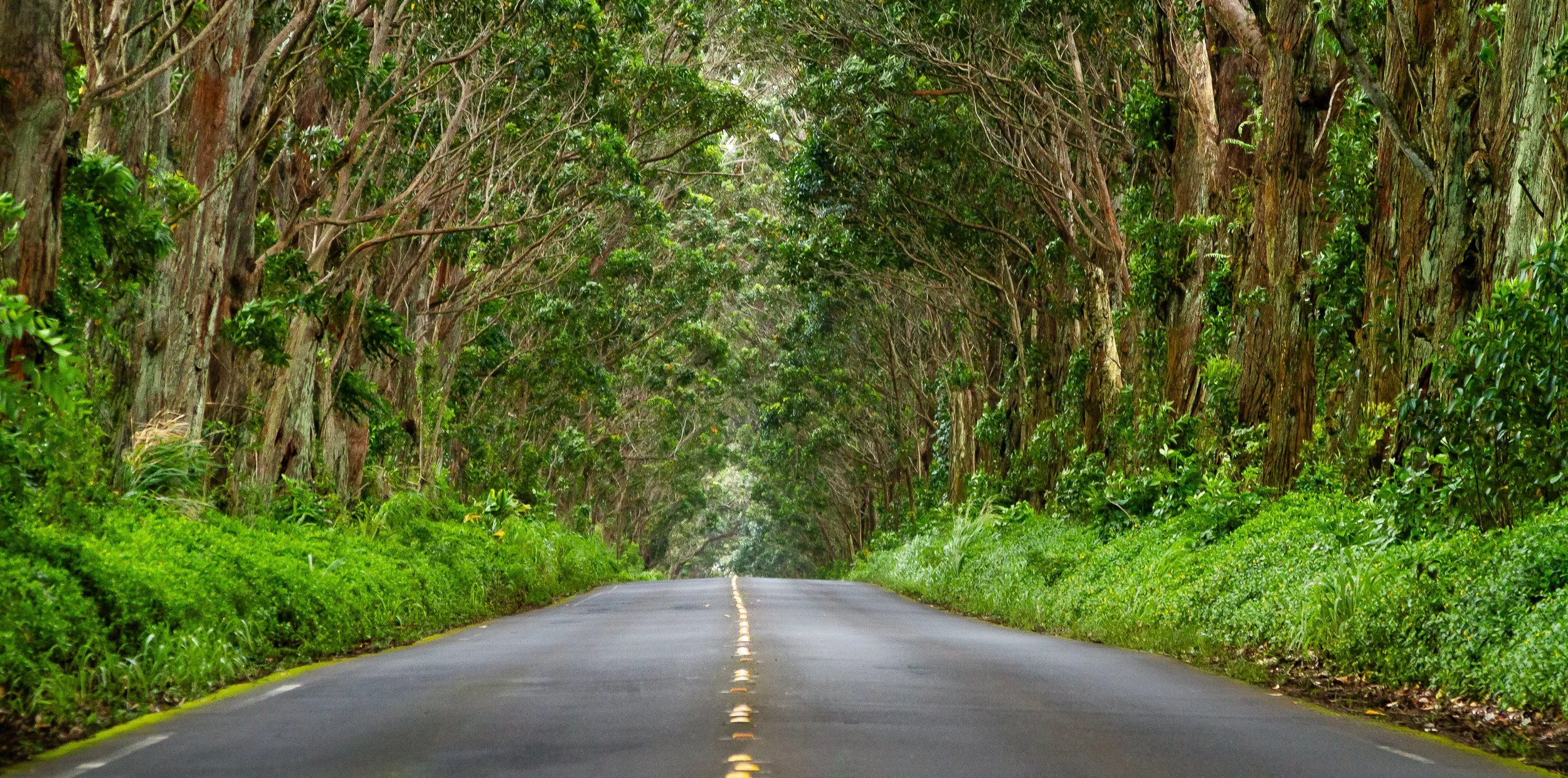 a road runs through the middle of a lush green forest scene on Kauai