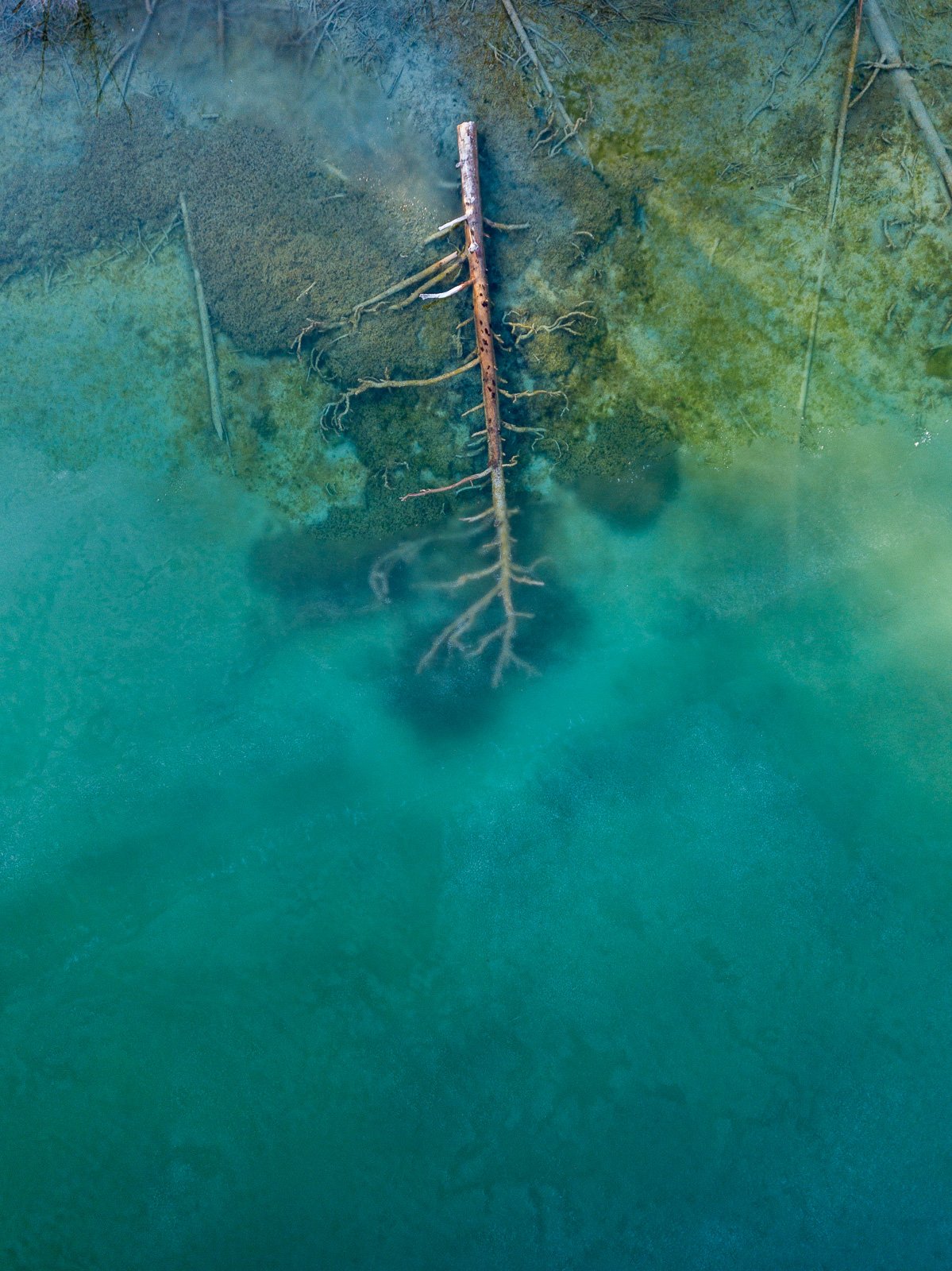 beautiful overhead photo of frozen blue-green waters with a dead tree underneath
