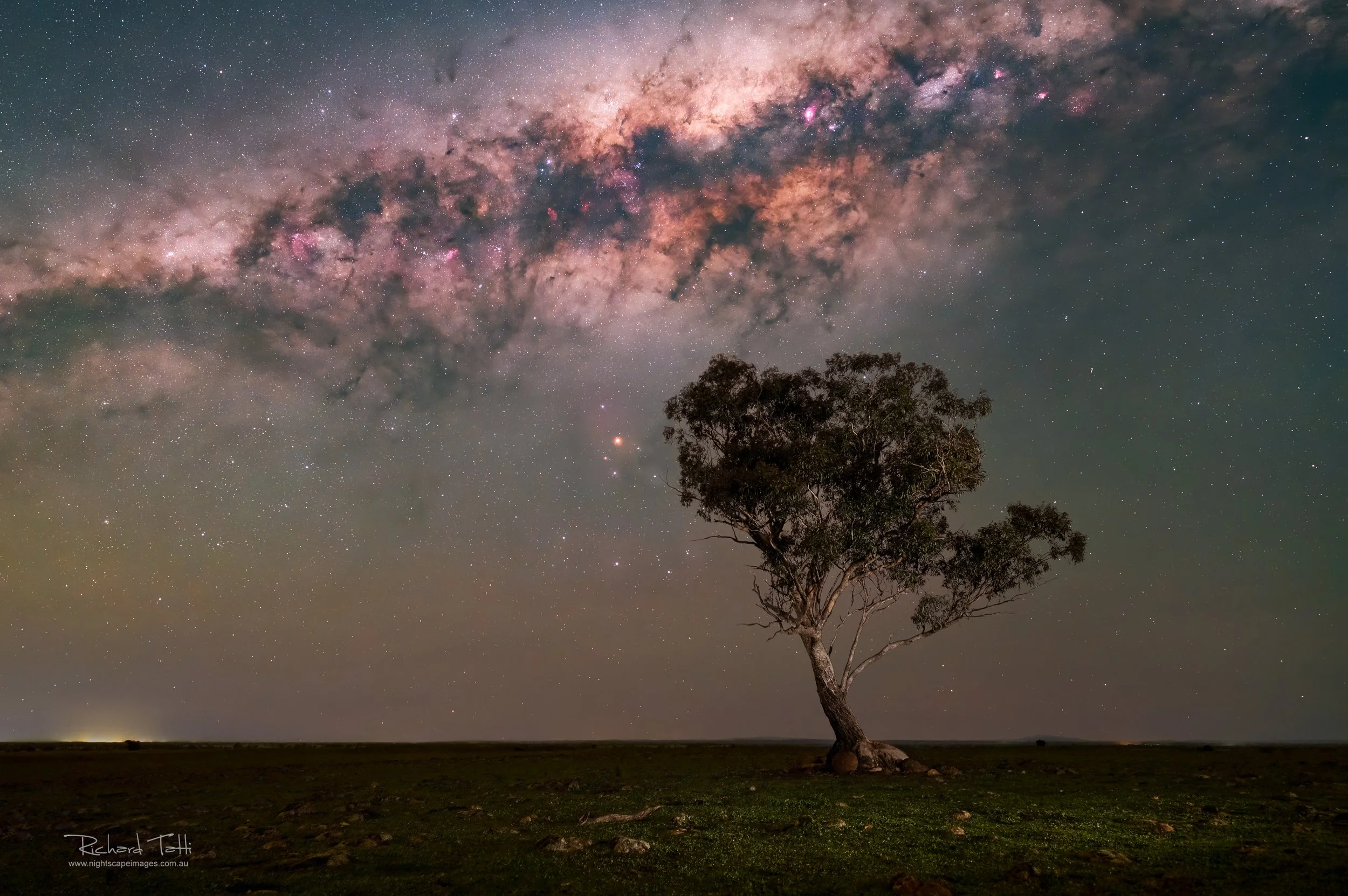 The Milky Way high in the sky with a lone tree in the foreground