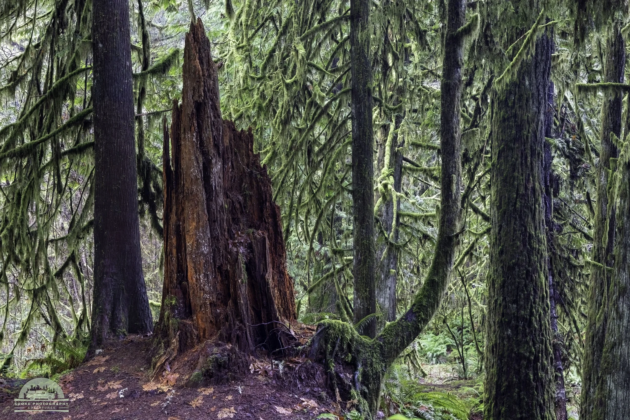 A beautiful, but rotting, stump stands framed by moss covered trees, with warm earth and decaying leaves in the foreground