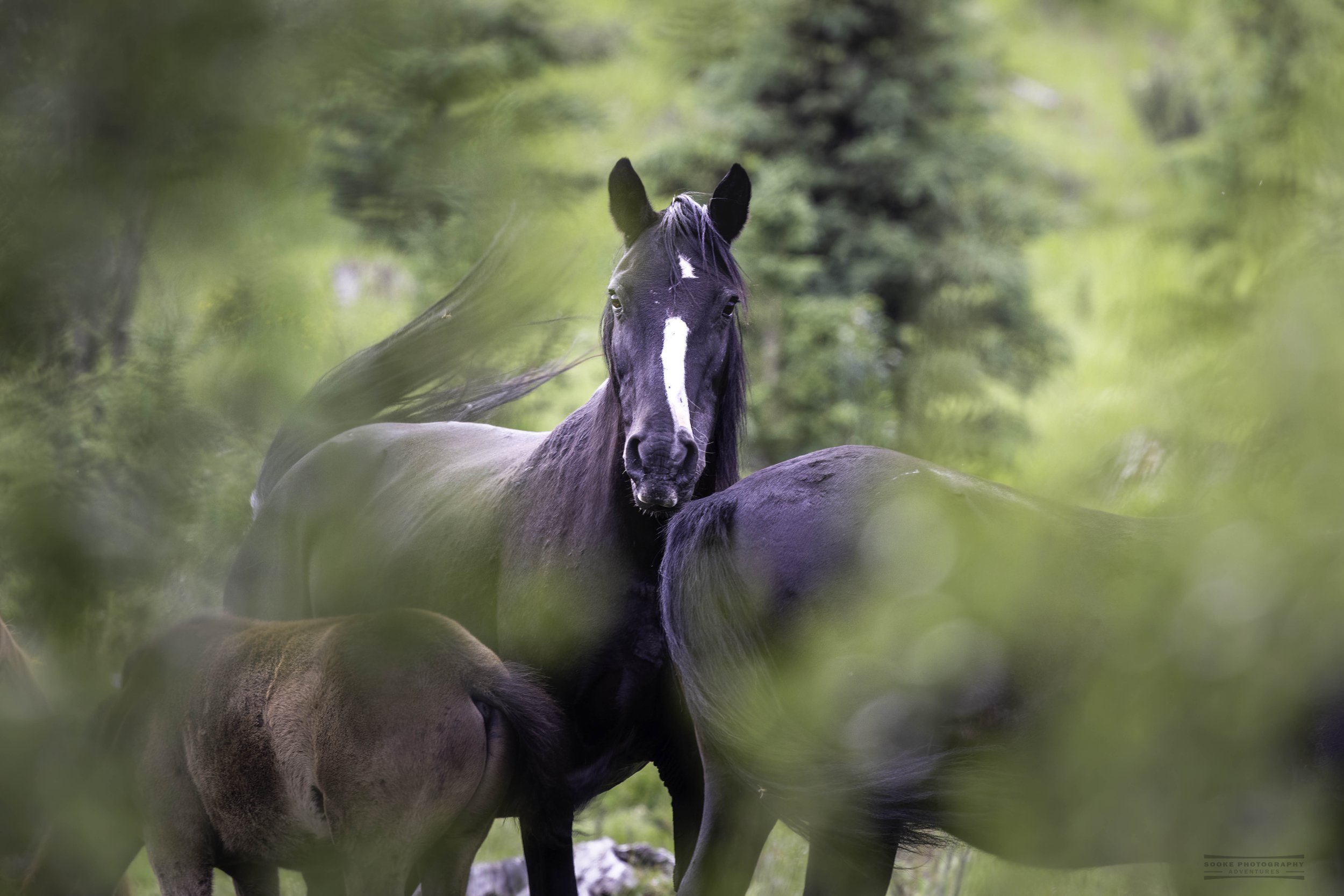 A horse, looking between two other horses, at the photographer on the other side of the bushes