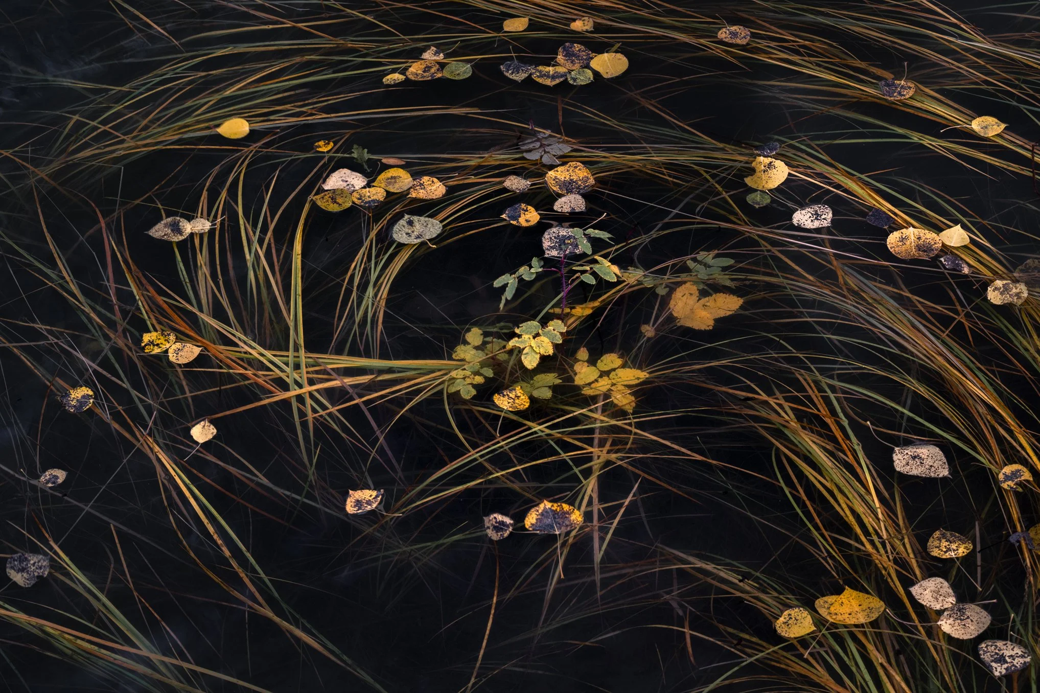 a swirl of grasses and leaves in dark, still water