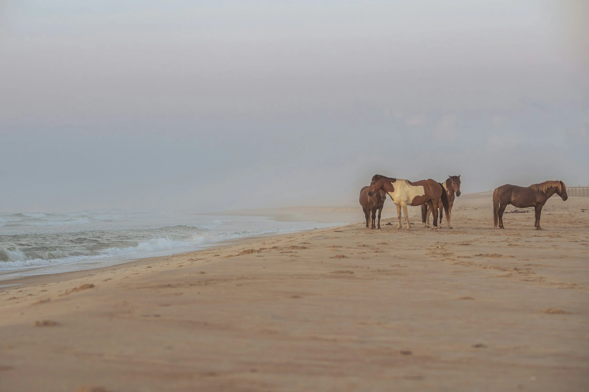 A small group of wild horses gathered on the shore of a cloudy beach.