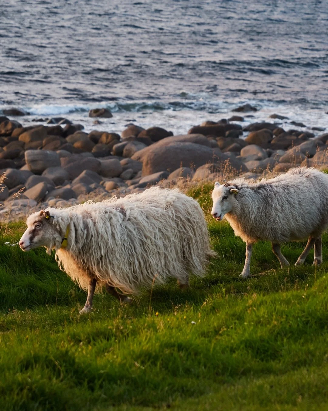 Lofoten Islands 🌊🏔️Wool locals