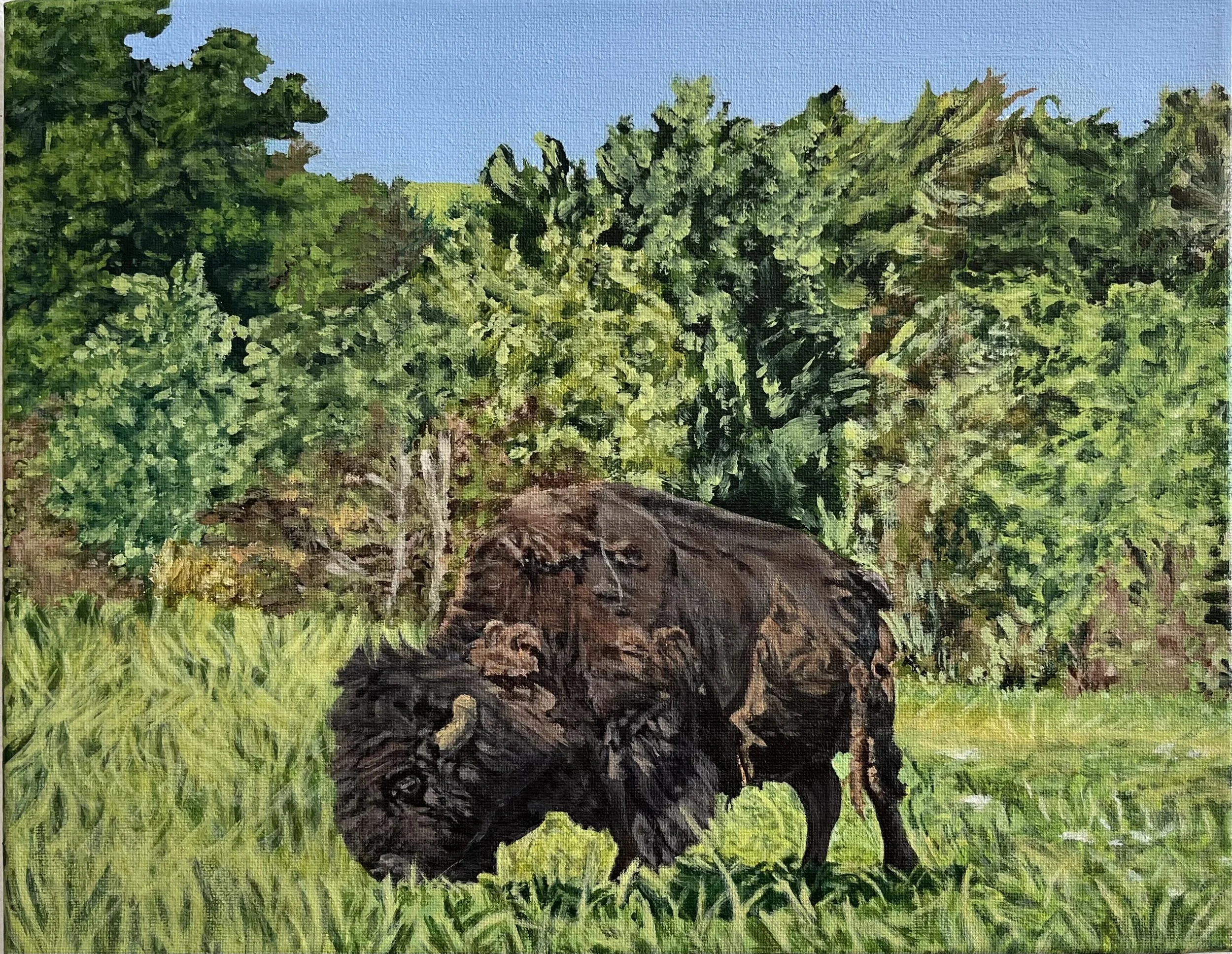Bison Grazing, December 2022, Acrylic on Canvas, 11x14 in.