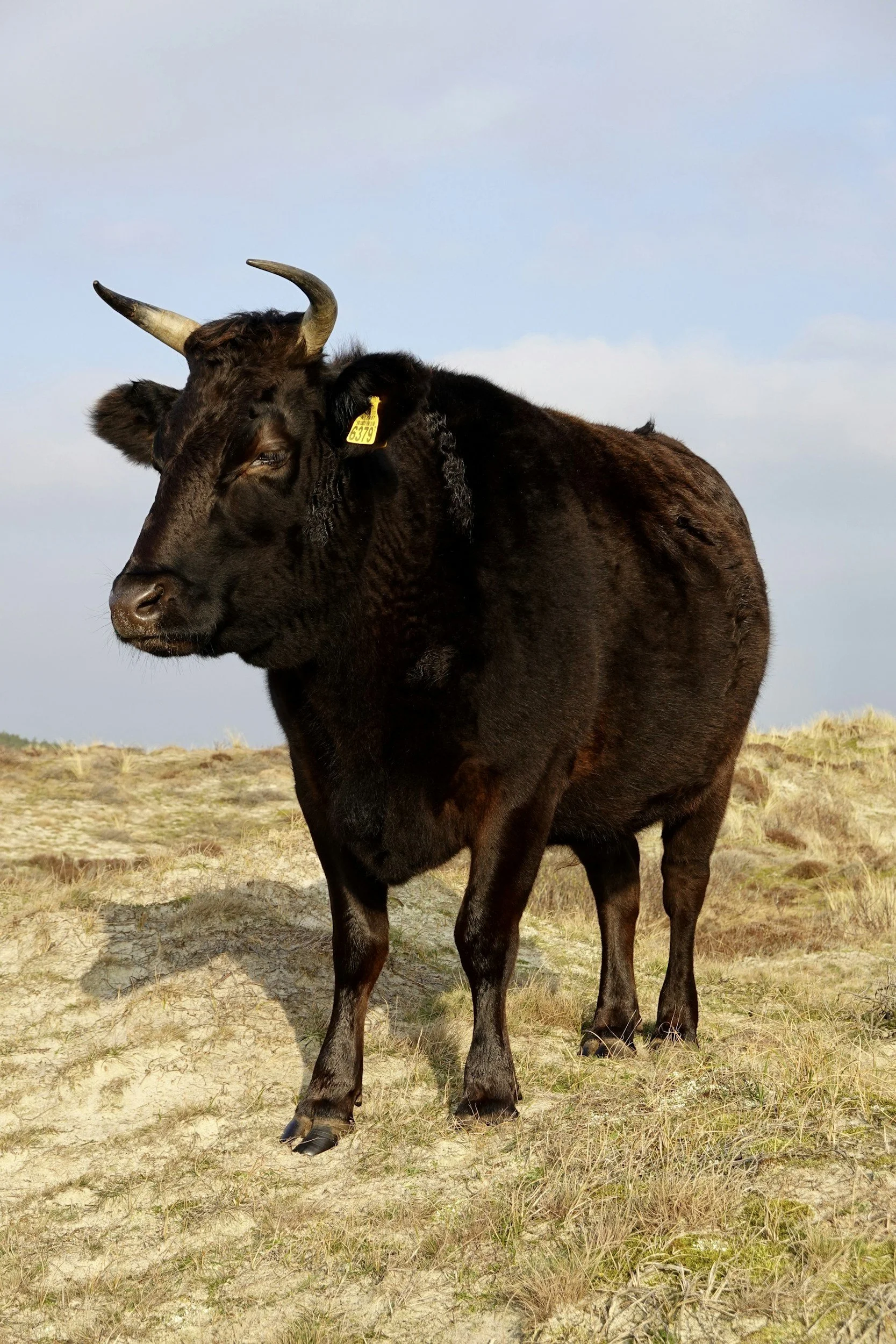 A black cow standing on sandy grassland under a partly cloudy sky.
