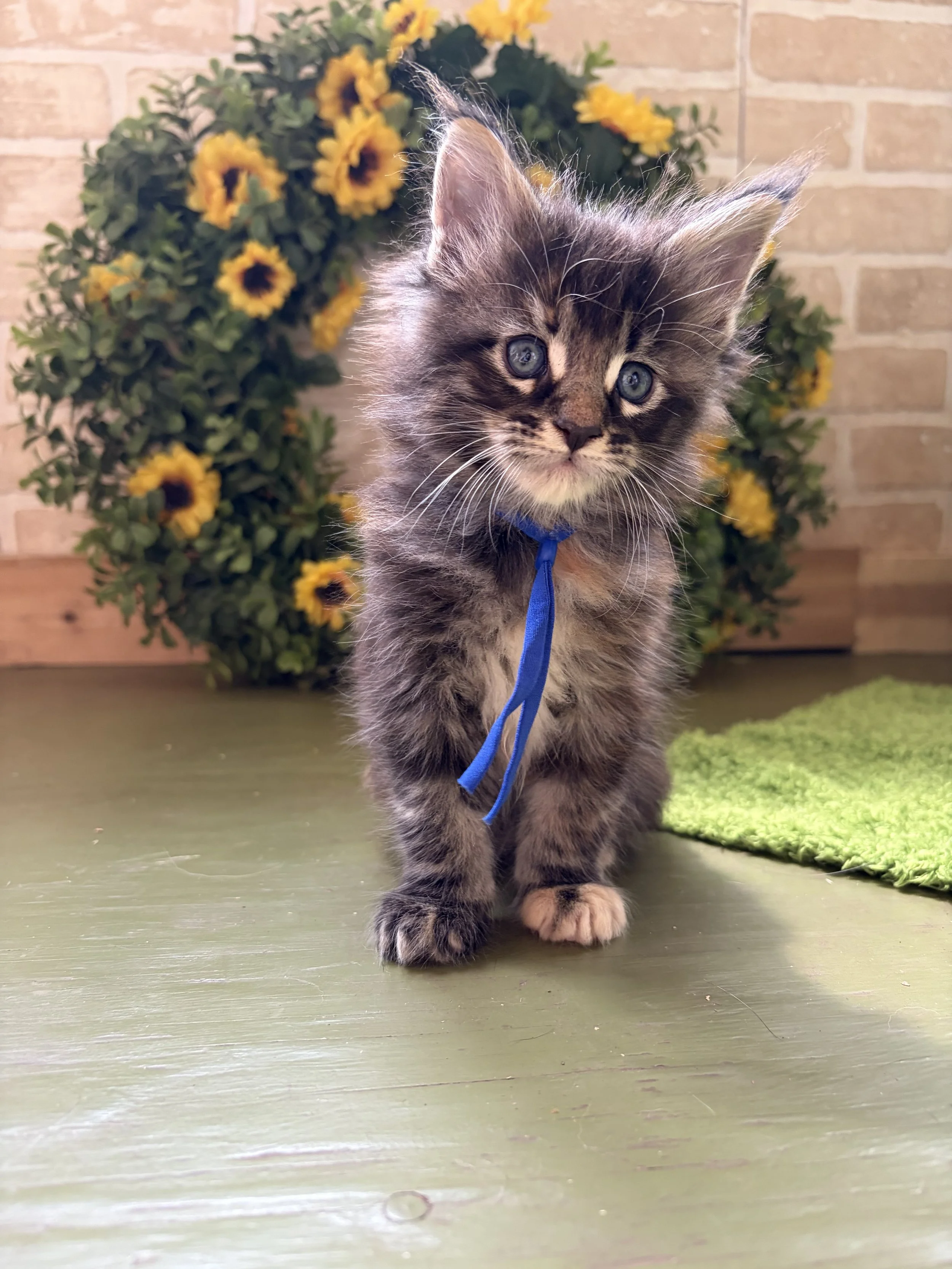 A cute gray and black striped Maine Coon kitten with blue eyes, standing on a green wooden floor near a green mat, with a sunflower wreath and brick wall in the background.