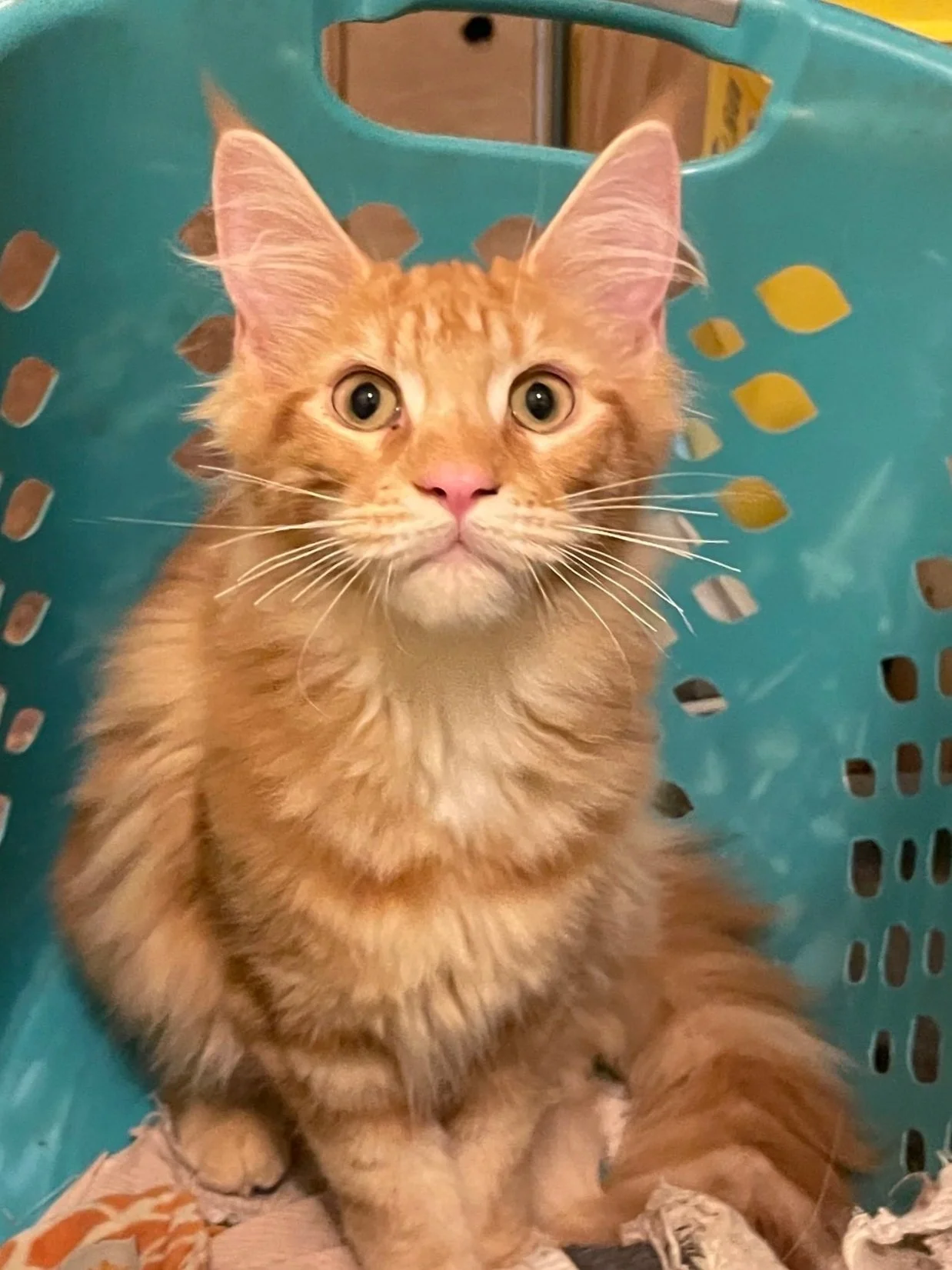 An red Maine Coon tabby kitten sitting inside a teal plastic laundry basket.