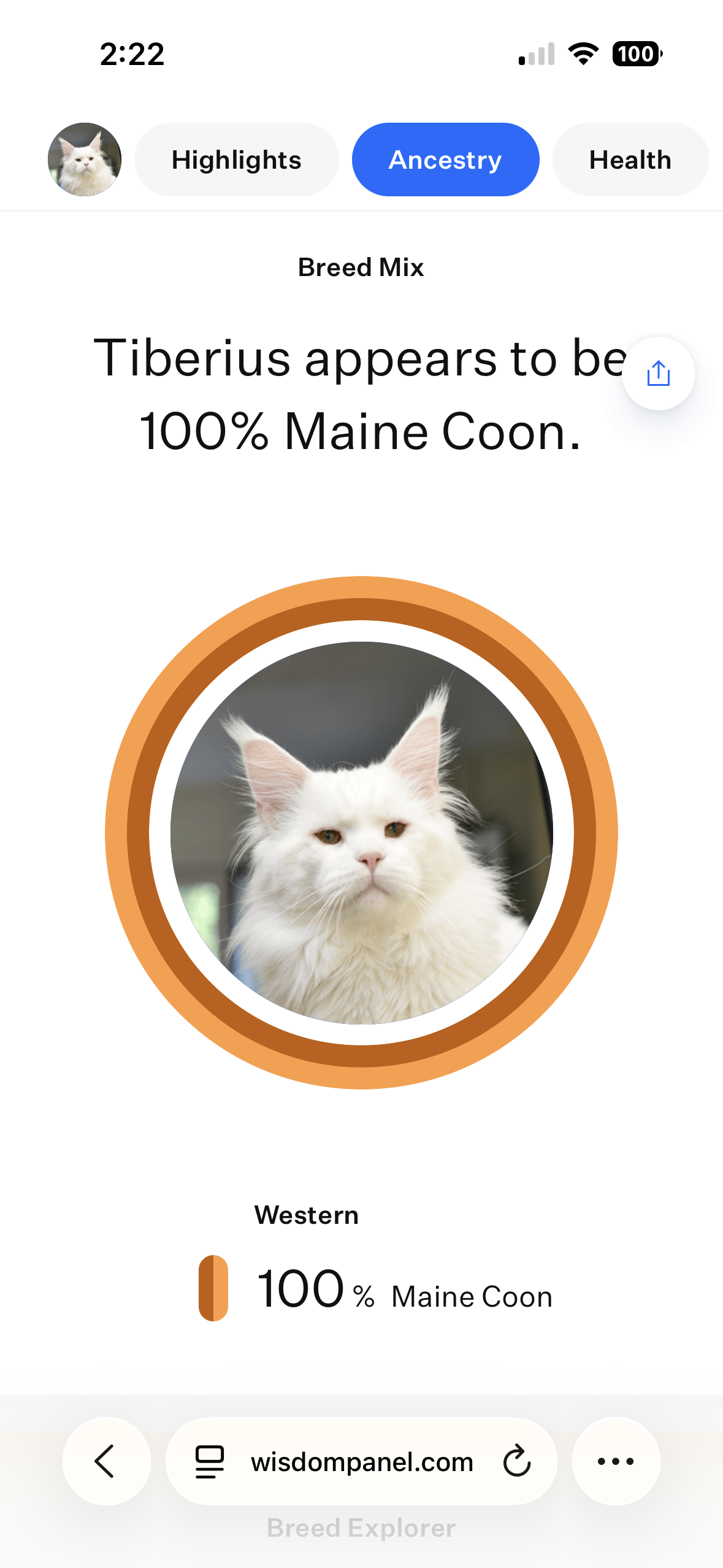 Mobile app screen showing a photo of a white Maine Coon cat with text indicating the cat's breed is 100% Maine Coon, with a breed mix label and a color bar showing 100% Maine Coon.