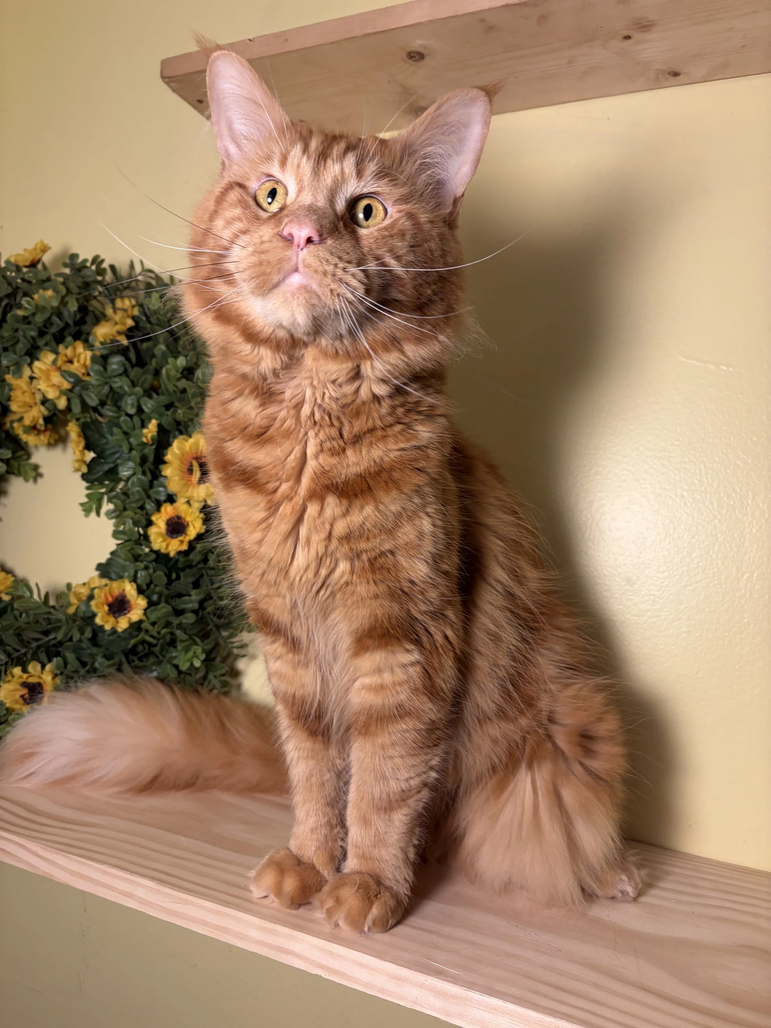 A red Maine Coon cat sitting on a wooden shelf with yellow flowers and greenery in the background.