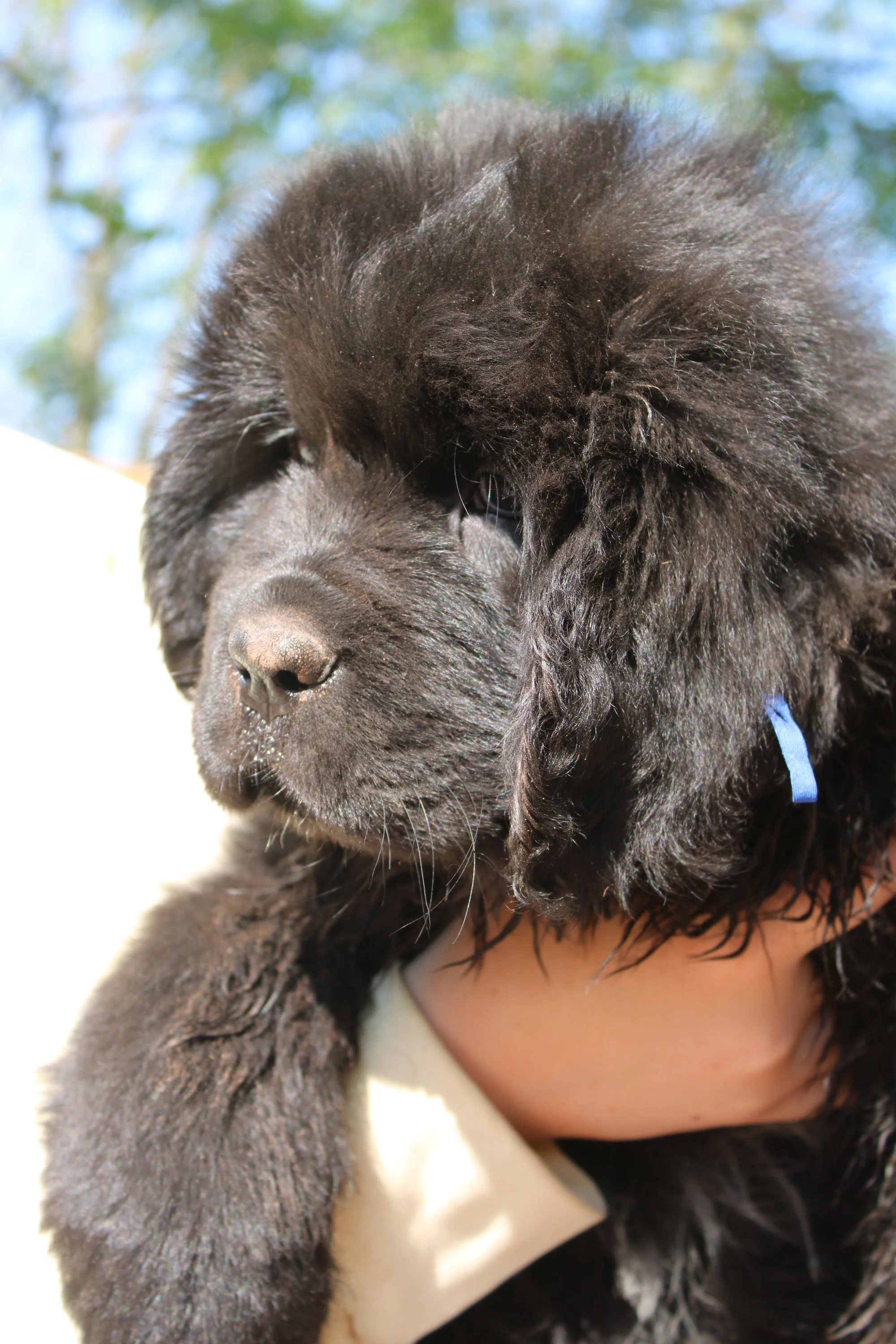 Close-up of a black fluffy puppy with a blue collar being held by a person.
