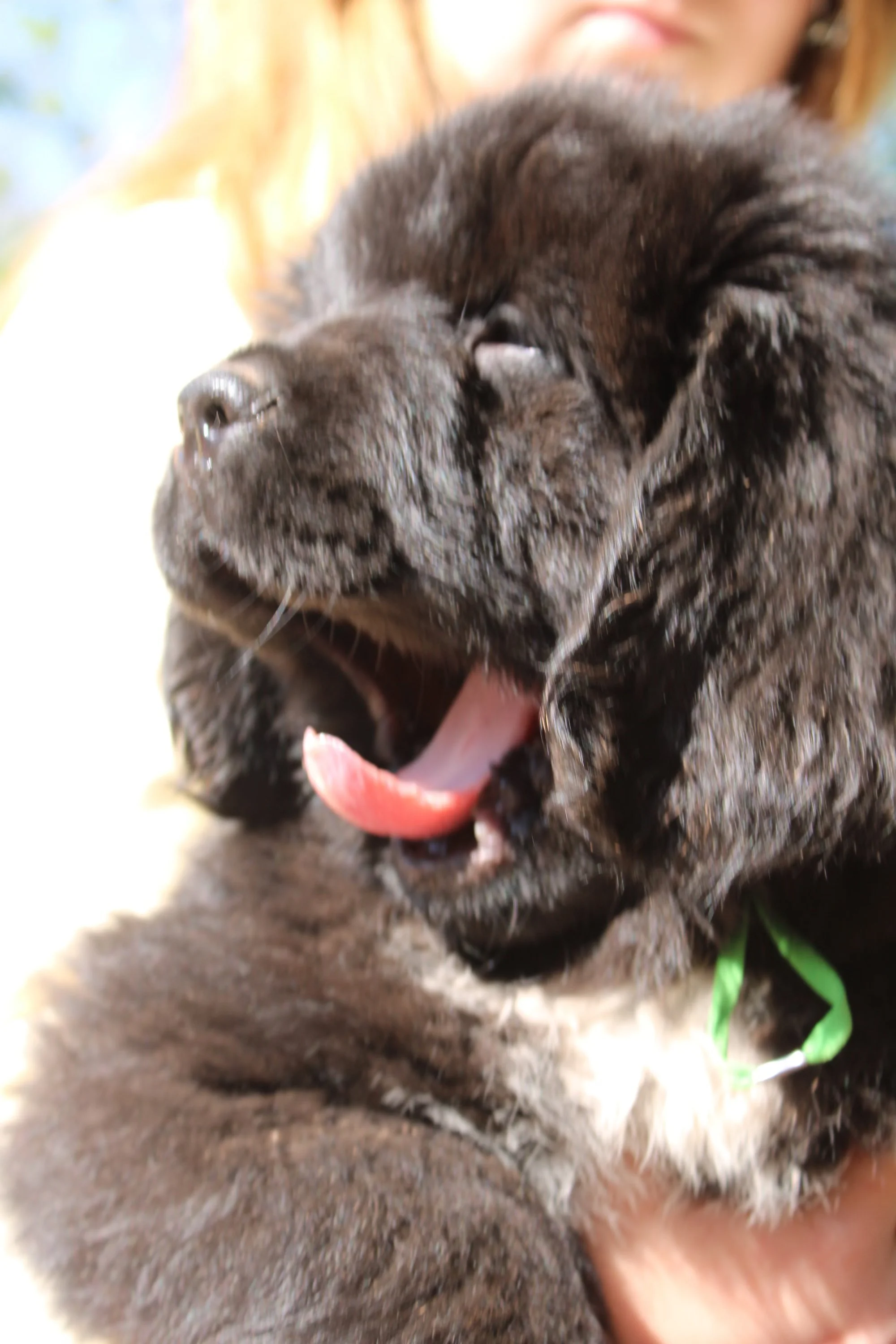 Close-up of a black puppy with a person's hand and face partially visible in the background.