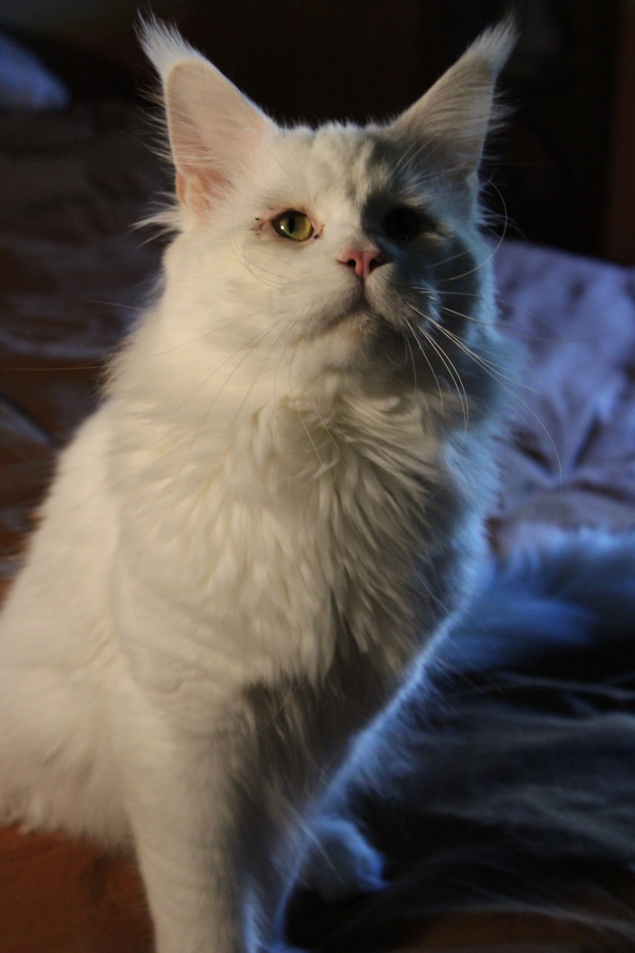 A close-up of a white Maine Coon with one eye partially closed, sitting indoors.