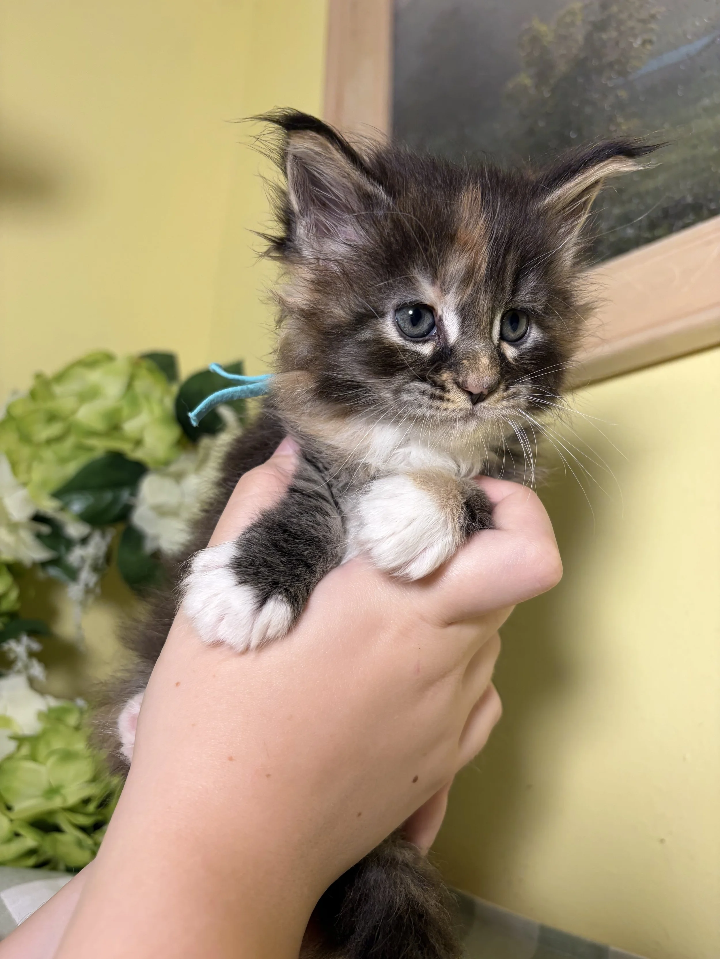 Close-up of a cute Maine Coon Tortie kitten with blue eyes being held gently by a person's hand, with a blurred background of green plants and a yellow wall.