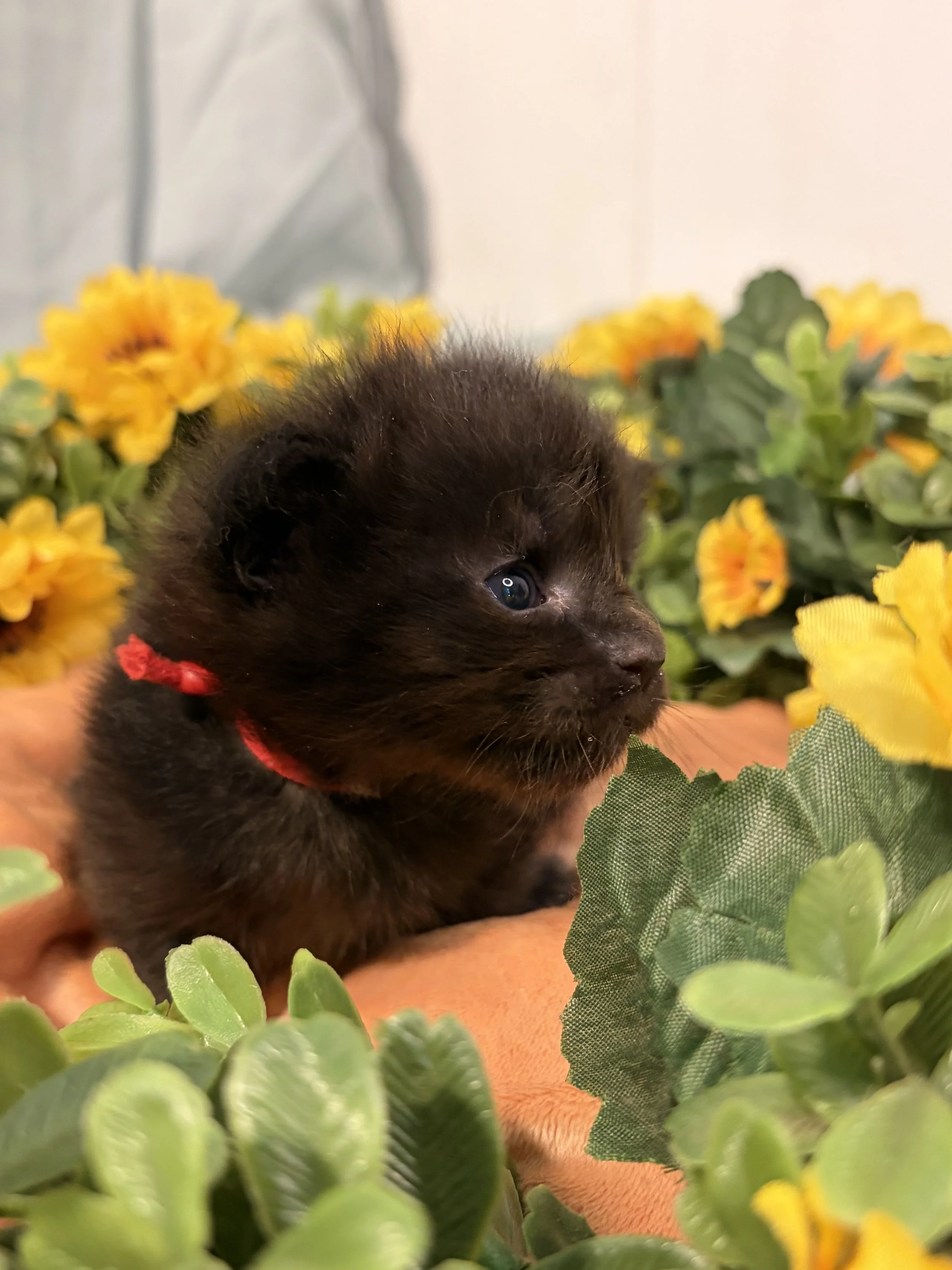 Close-up of a Maine Coon kitten with bright eyes surrounded by yellow flowers and green foliage.