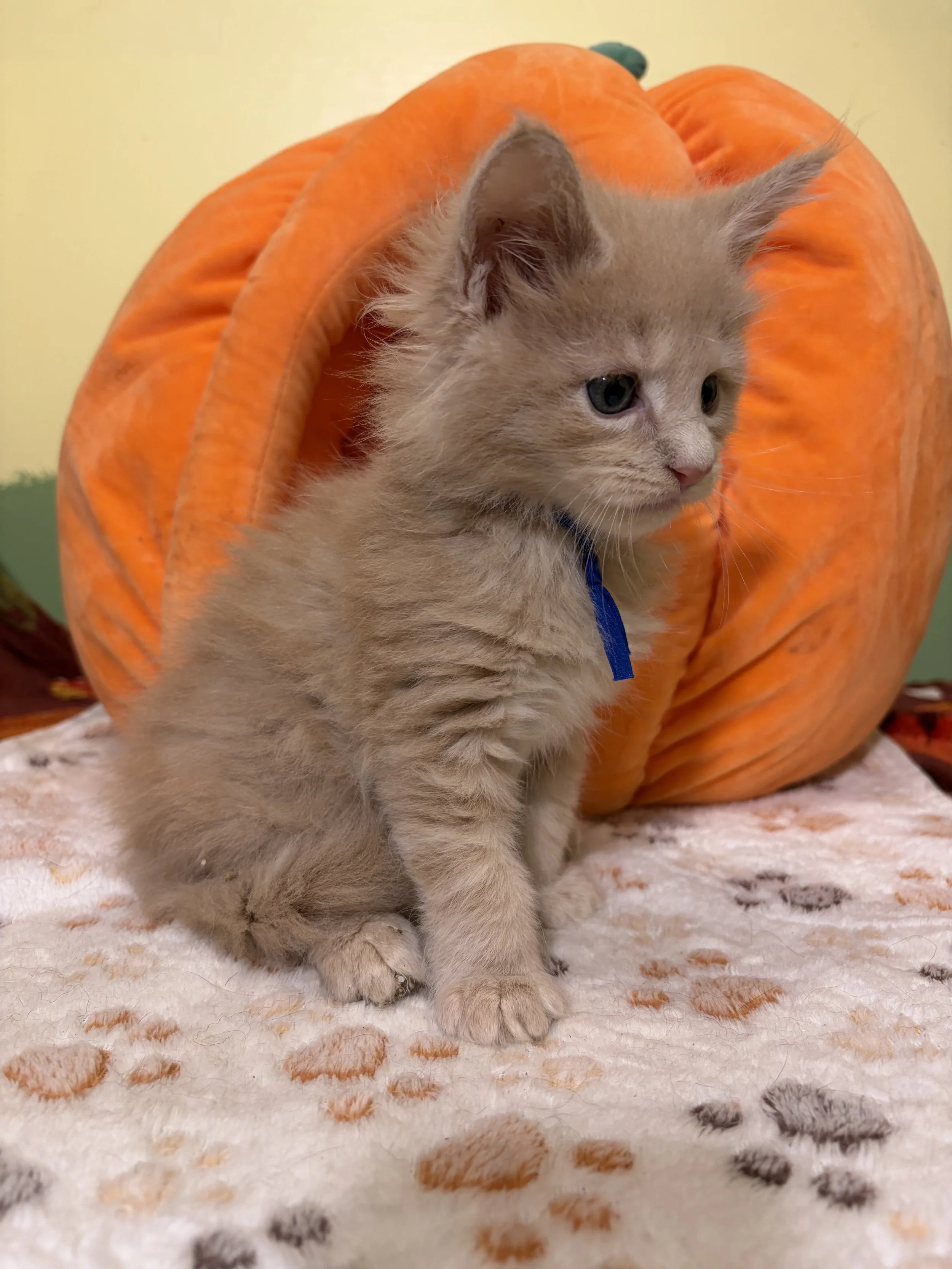 A fluffy ginger Maine Coon kitten with blue eyes sitting on a white blanket with colorful spots, in front of a large plush pumpkin.