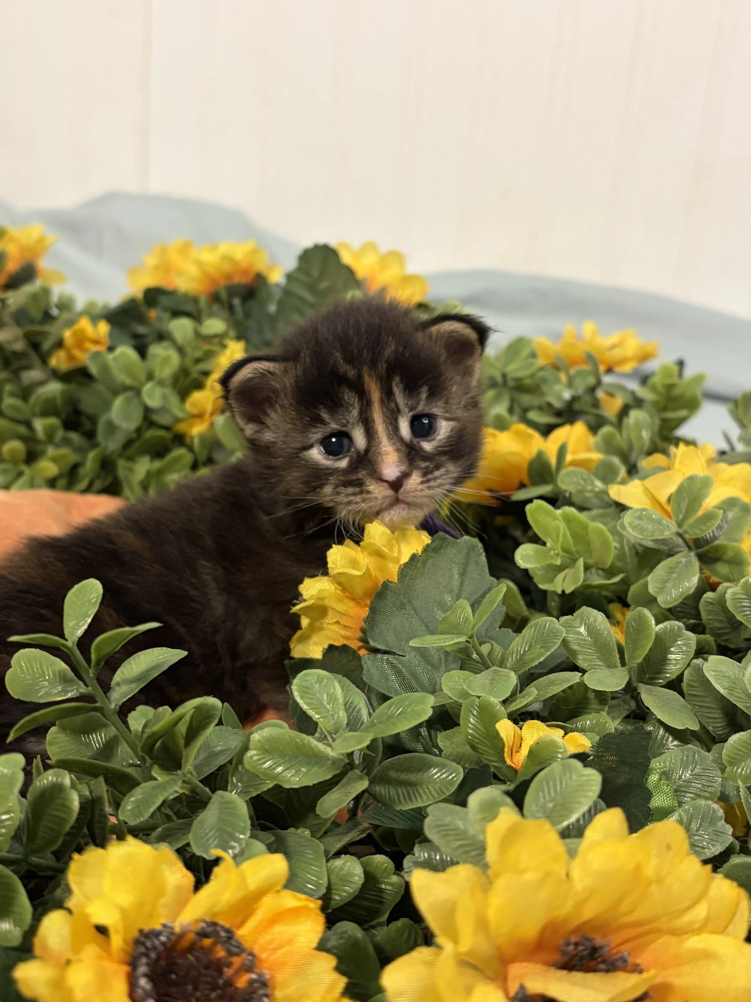 A Maine Coon kitten with blue eyes lying among yellow flowers and green foliage.