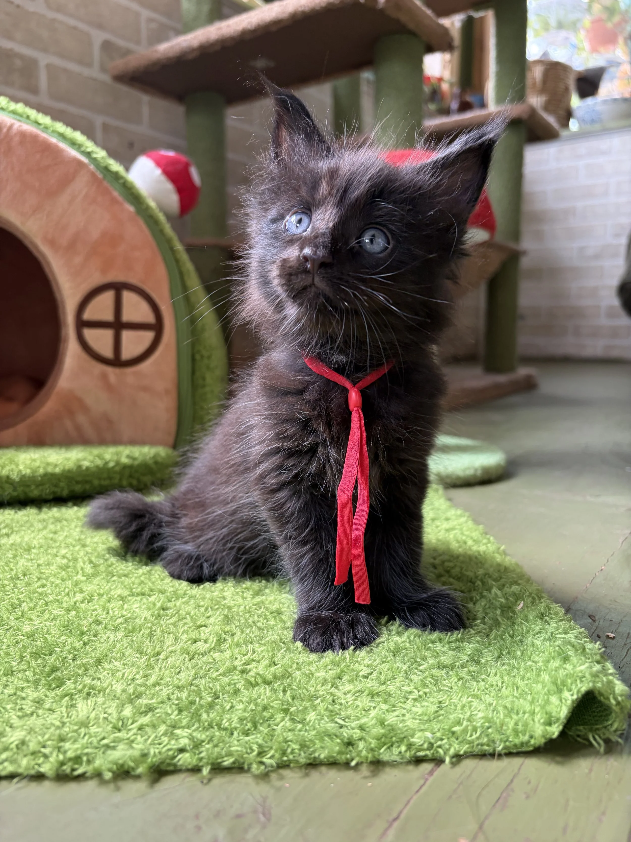 A small black Maine Coon kitten with blue eyes and a red ribbon around its neck sits on a green shaggy rug. In the background, there is a cat tree and a brick wall.