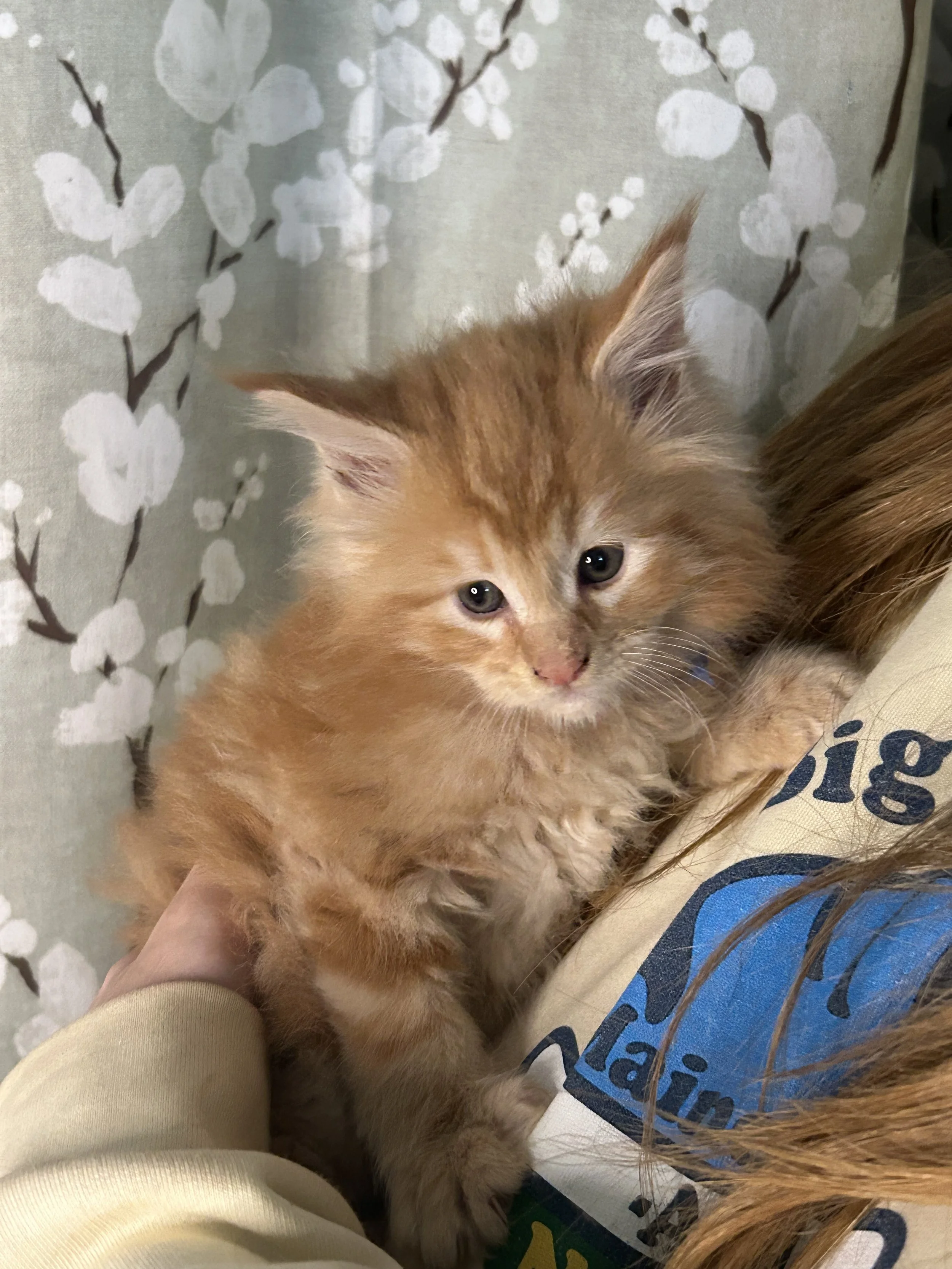 A red Maine Coon kitten with blue eyes lying on a person's lap. The person is wearing a T-shirt with blue and yellow text, and the background features a floral patterned fabric.