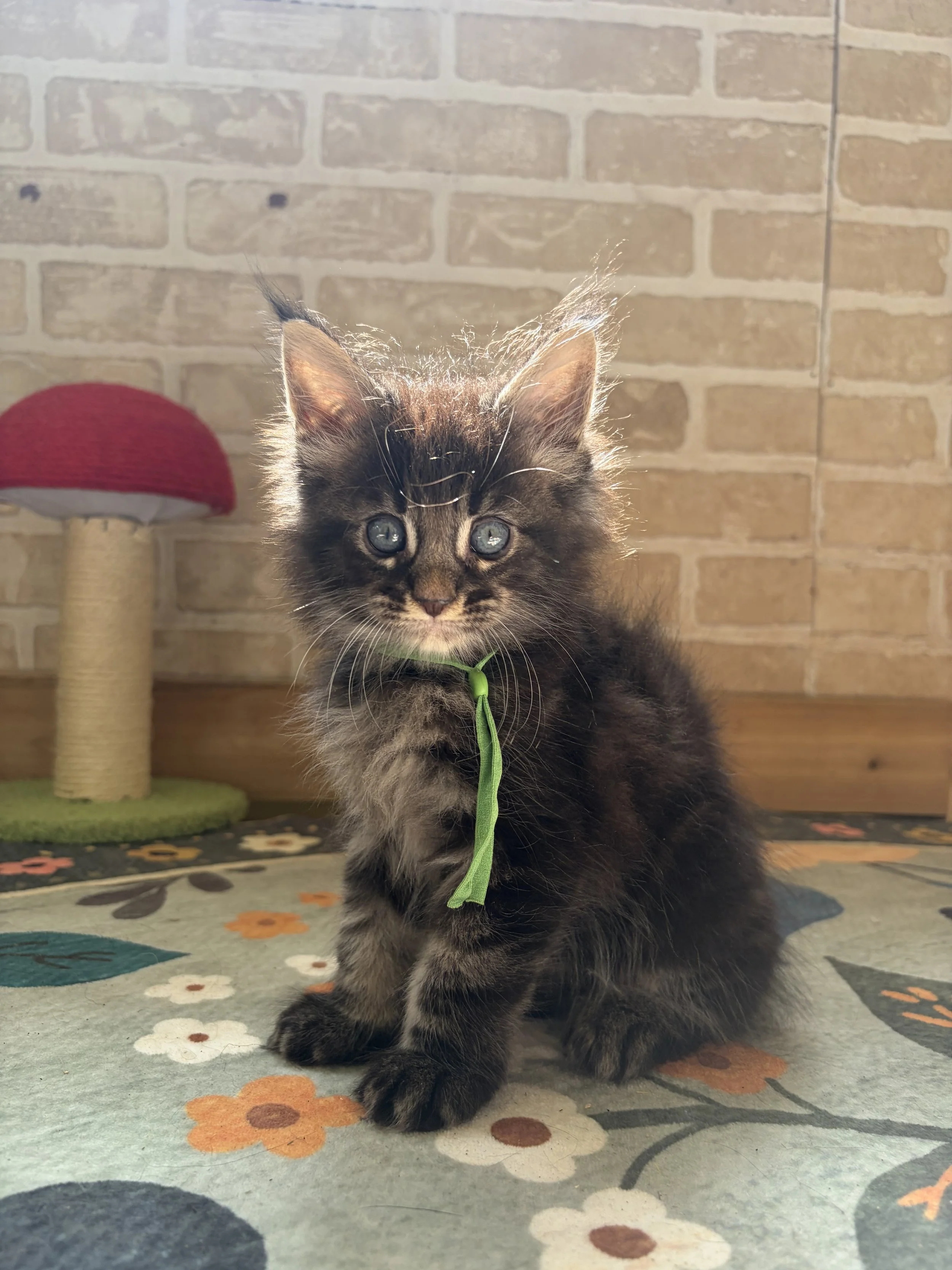 A black and brown Maine Coon Tortie kitten with blue eyes sitting on a colorful floral-patterned rug. A red and beige cat scratching post is visible in the background against a brick wall.