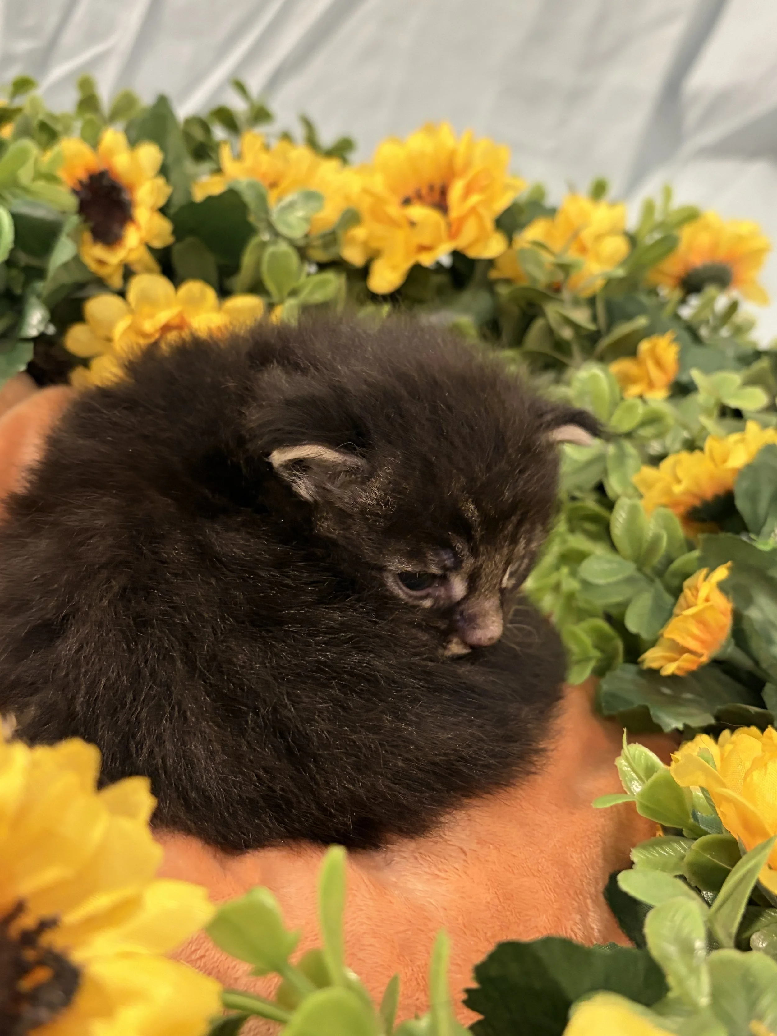 A small black kitten with brown and white markings, partly visible, surrounded by bright yellow flowers.