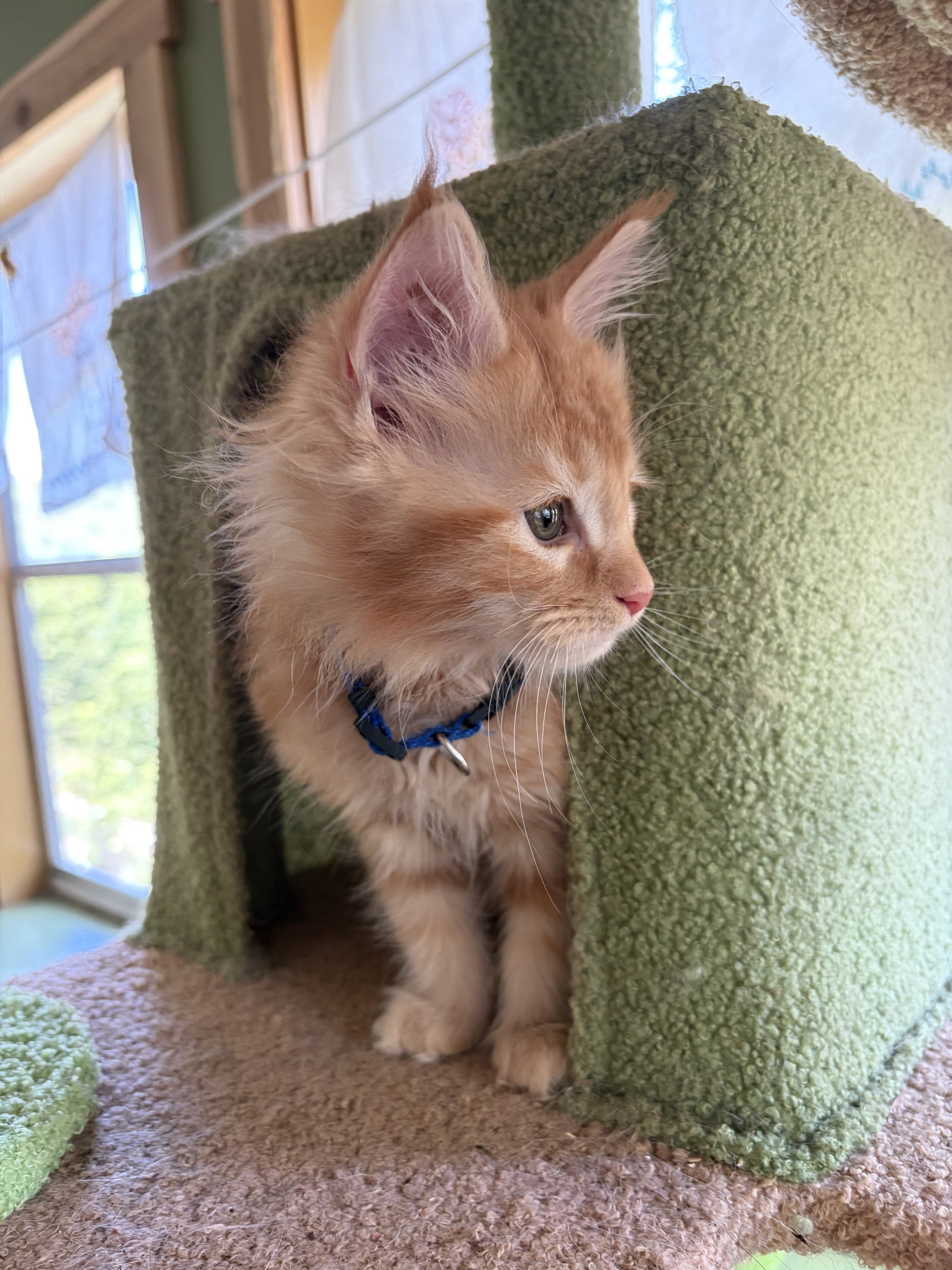 A ginger Maine Coon kitten with a blue collar sitting inside a cozy green and beige cat tree, near a window with trees outside.