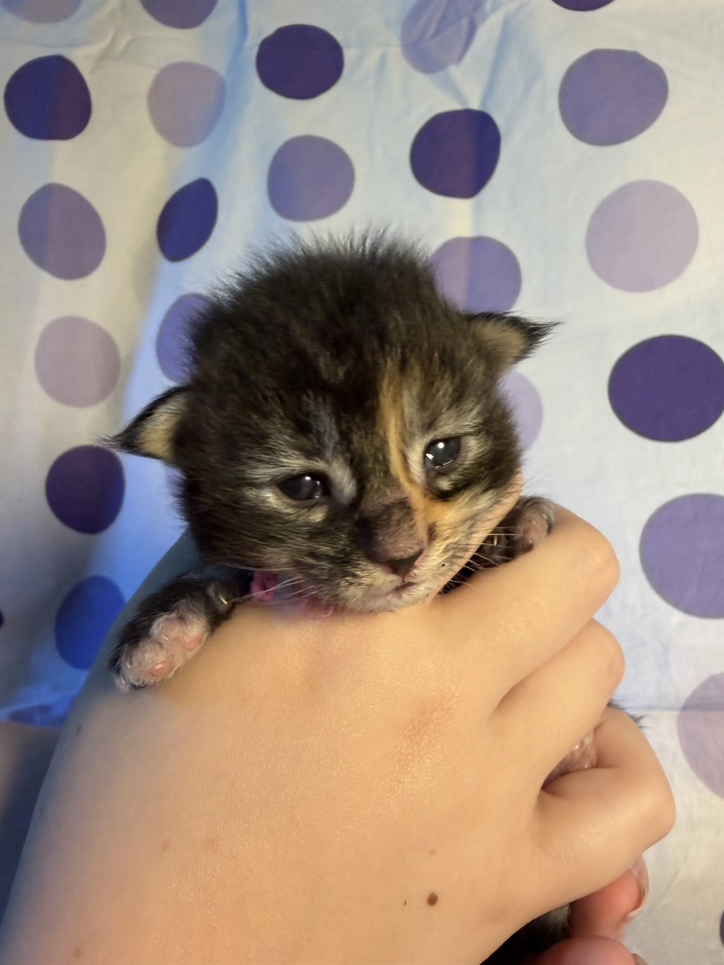 A small Maine Coon kitten with dark striped fur is being gently held by a person's hand. The kitten is lying on a person's palm with its head and front paws visible. The background is a light-colored fabric with large purple and blue polka dots.