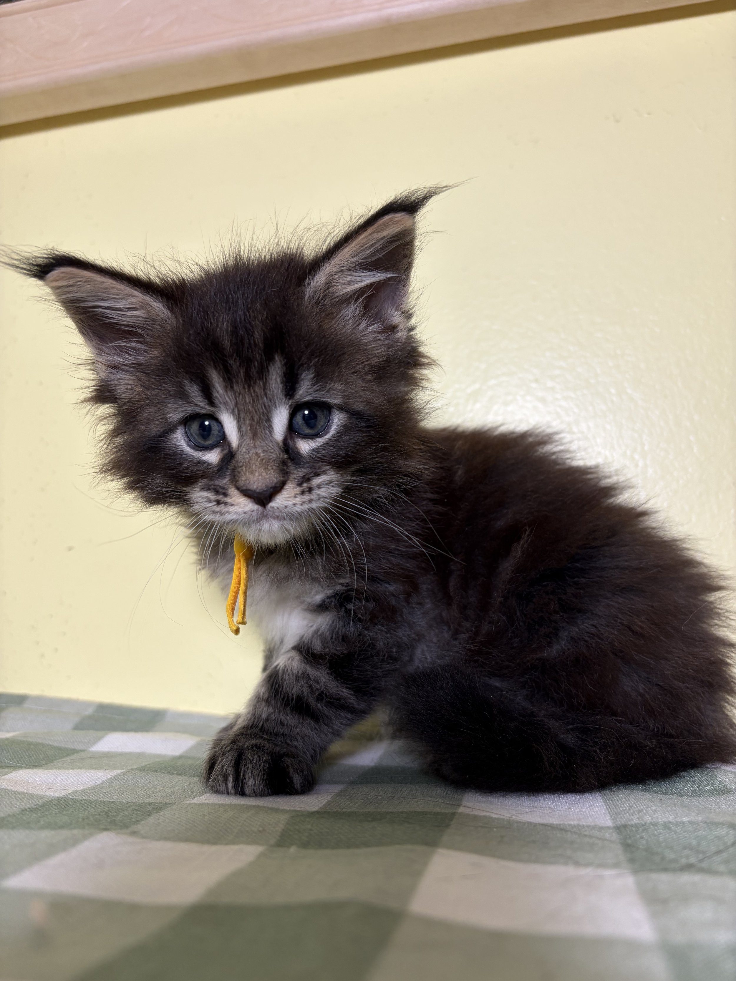 Close-up of a fluffy black and gray Maine Coon kitten with blue eyes, walking on a checkered surface with a yellow wall and wooden shelf in the background.