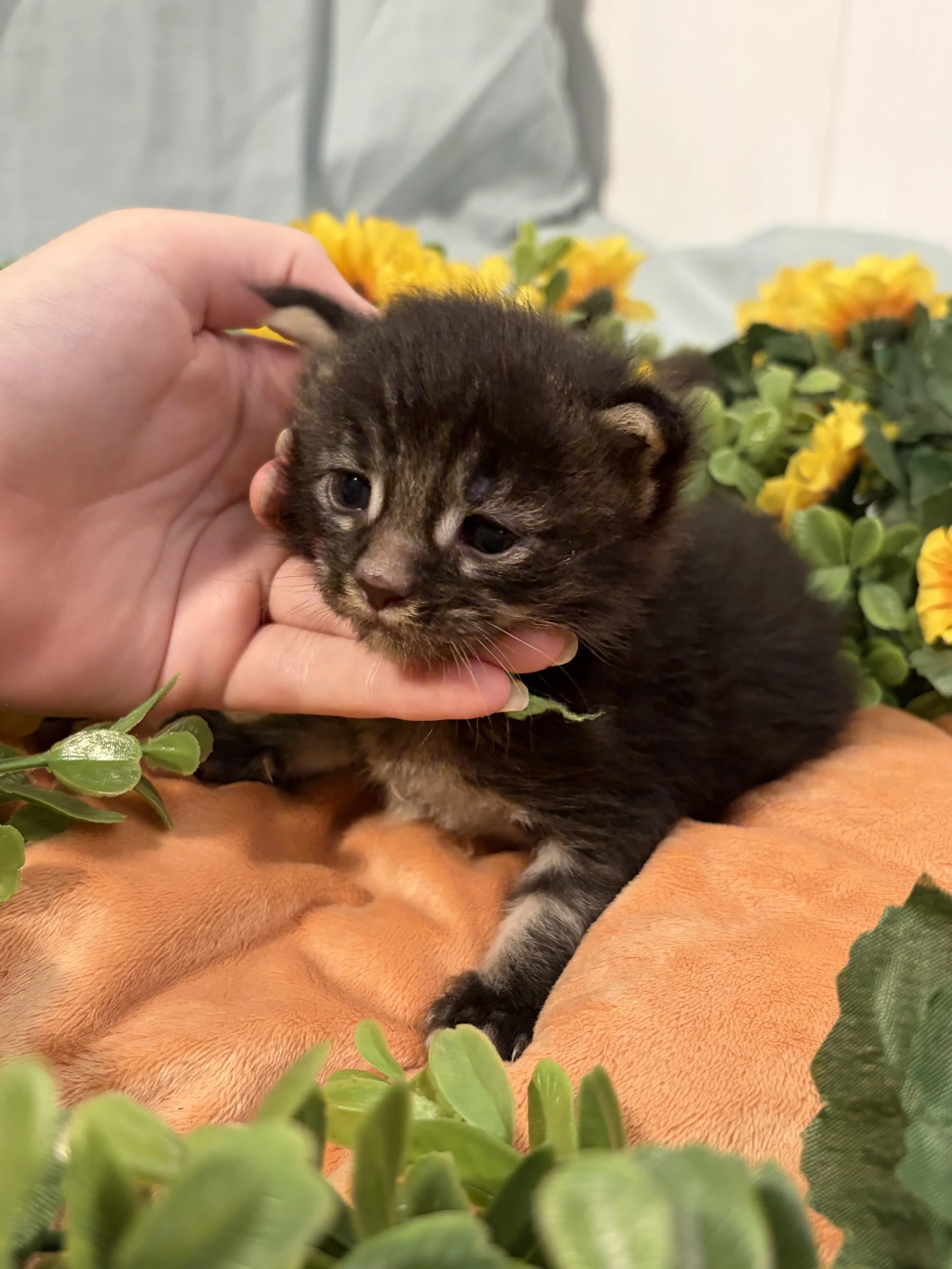 A person gently holding a young Maine Coon kitten with blue eyes, surrounded by green plants and yellow flowers.