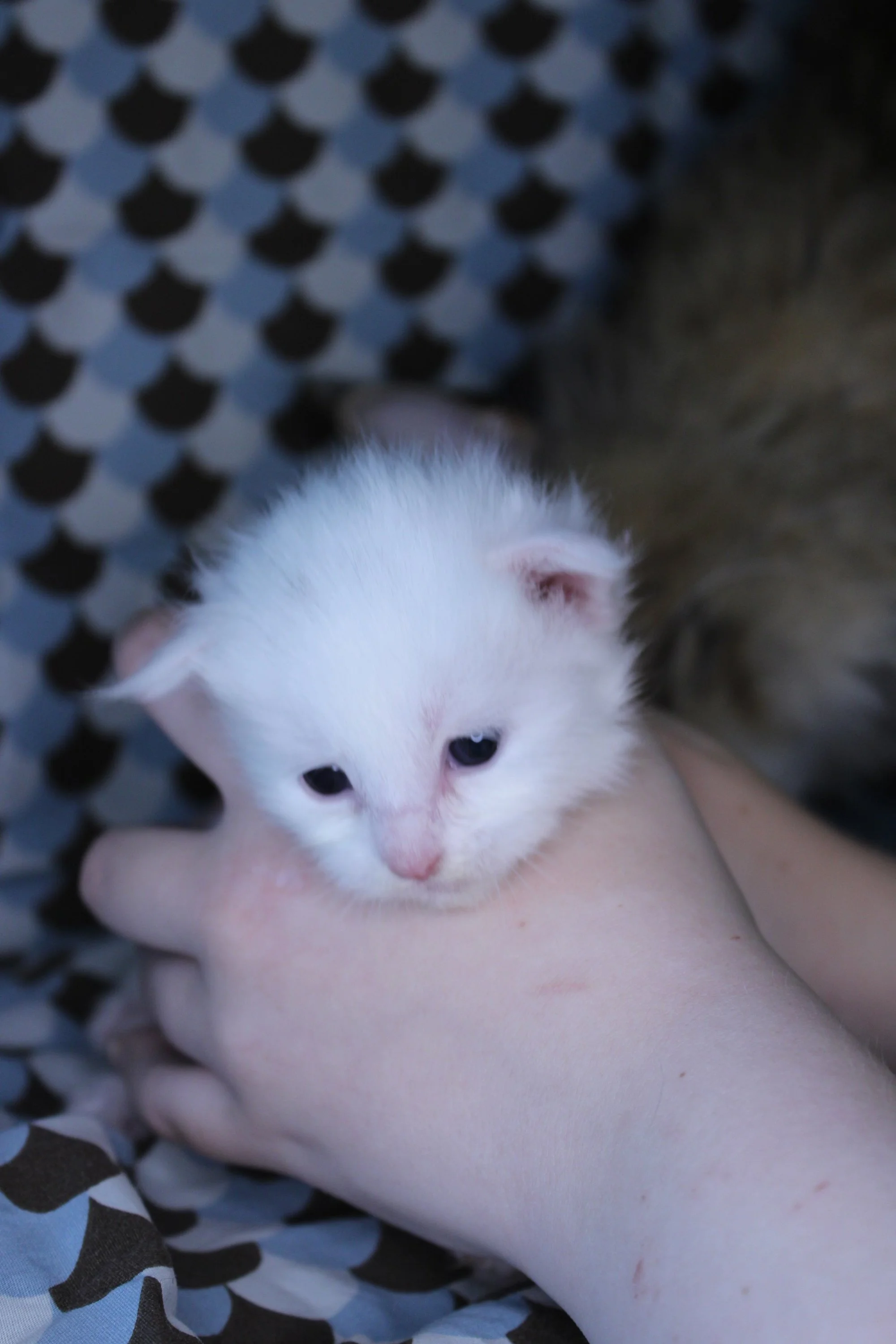 A close-up of a small white Maine Coon kitten with blue eyes, resting on a person's arm, with a black and gray patterned fabric in the background.