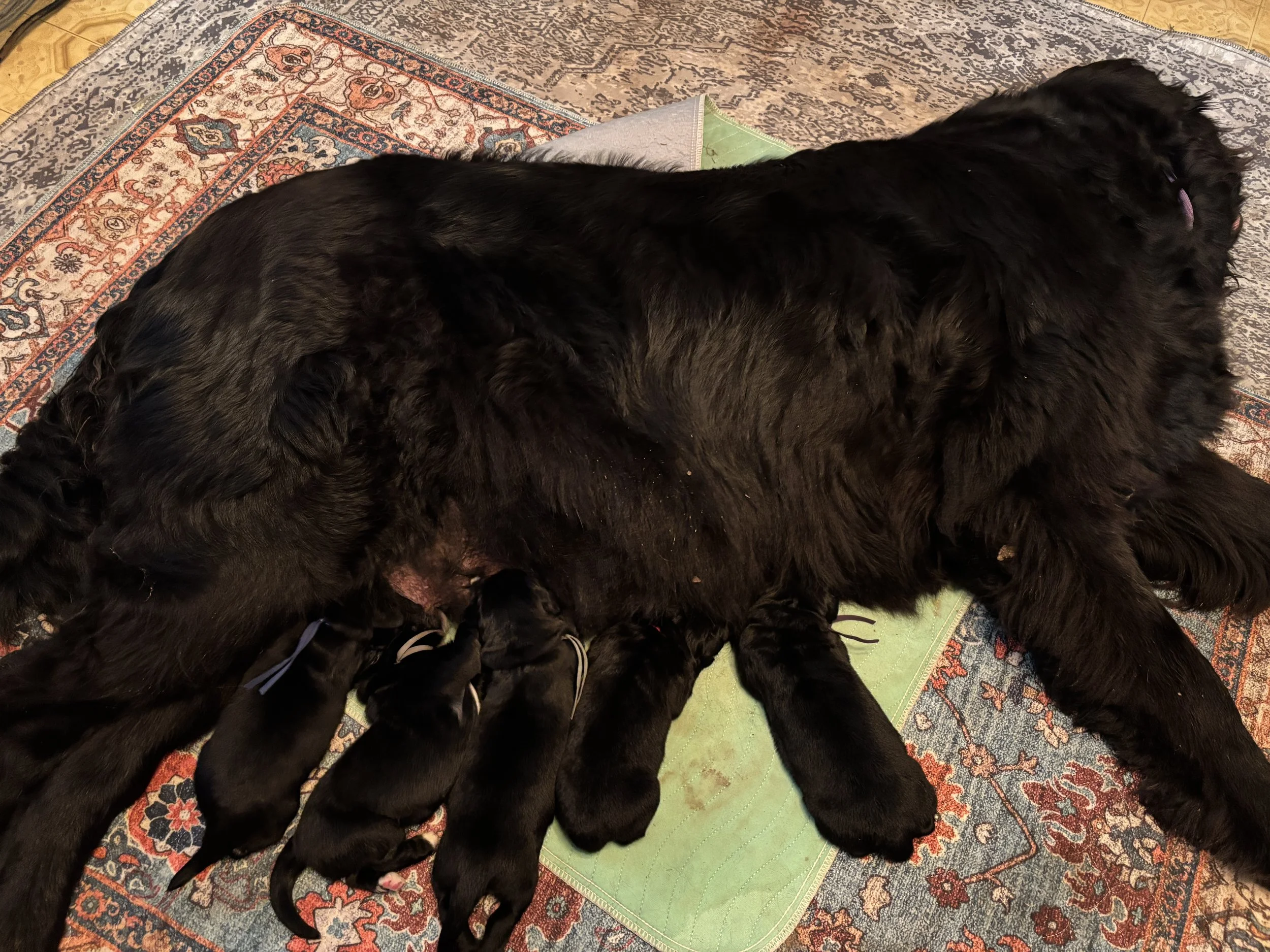 A large black dog lying on a patterned rug with her five newborn puppies nursing from her belly.