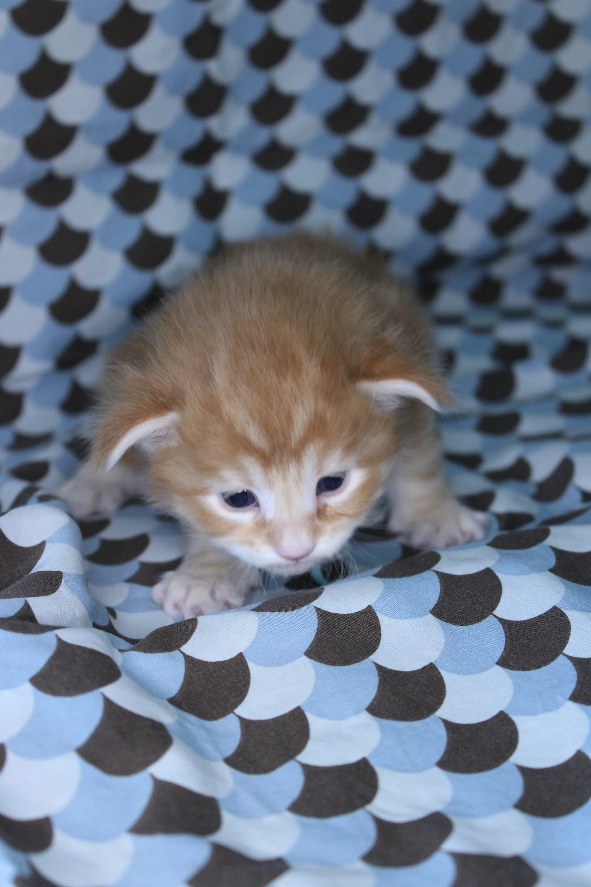 A small orange Maine Coon kitten with white markings is on a blue and black patterned fabric. The kitten is looking down and has blue eyes.