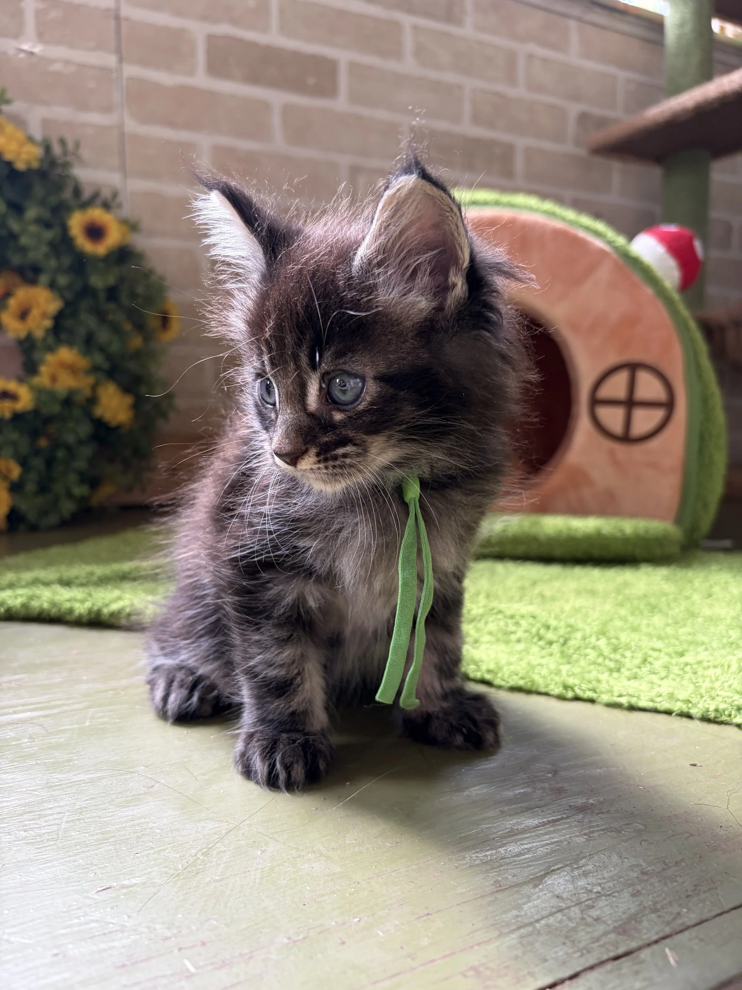 Young black silver classic tabby Maine Coon kitten with striking blue eyes walking on a porch, with a cat house and yellow flowers in the background.