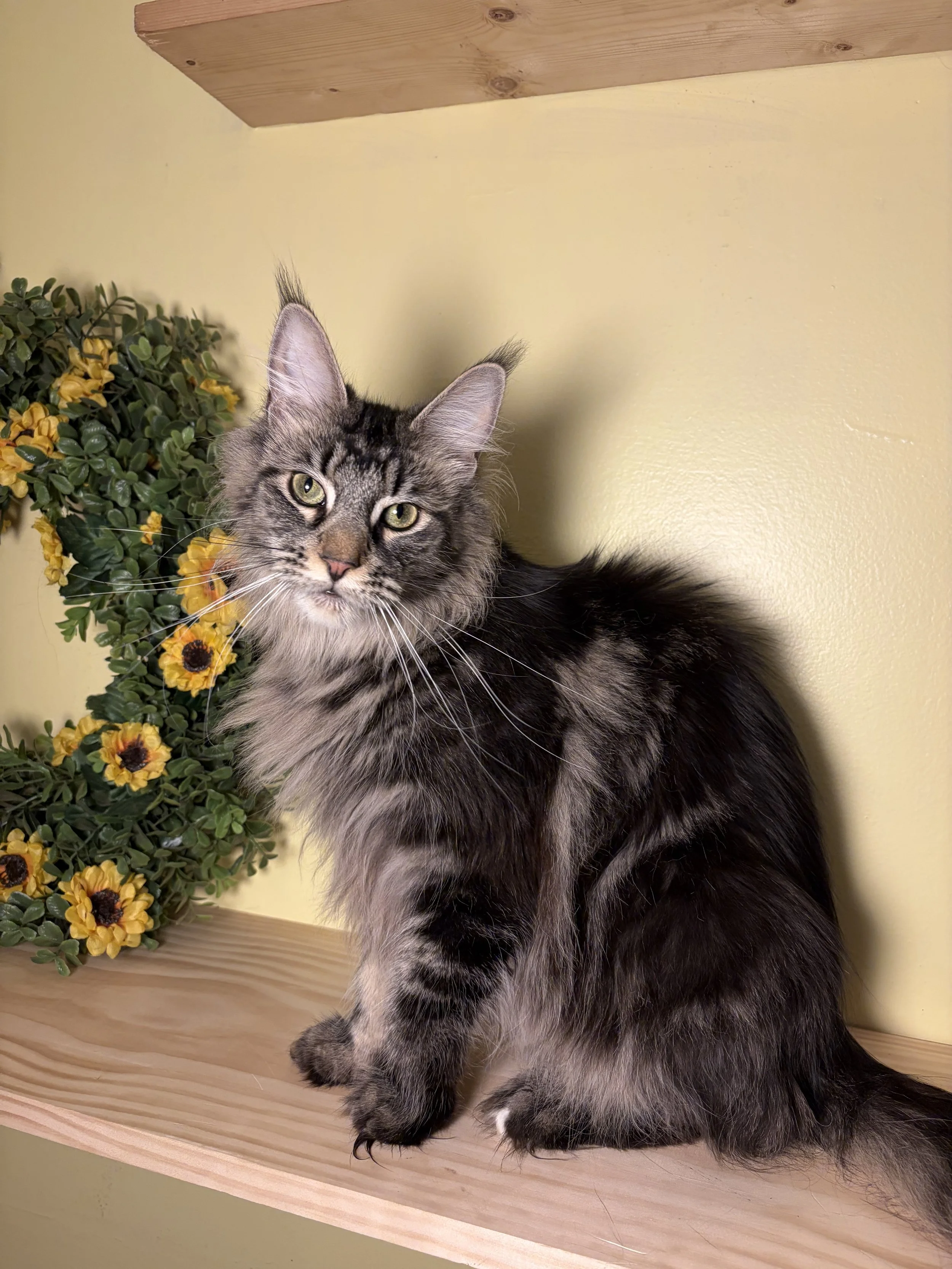 A gorgeous Maine Coon, female with gray and black fur sitting on a wooden surface next to a leafy plant with yellow flowers, against a plain yellow background.