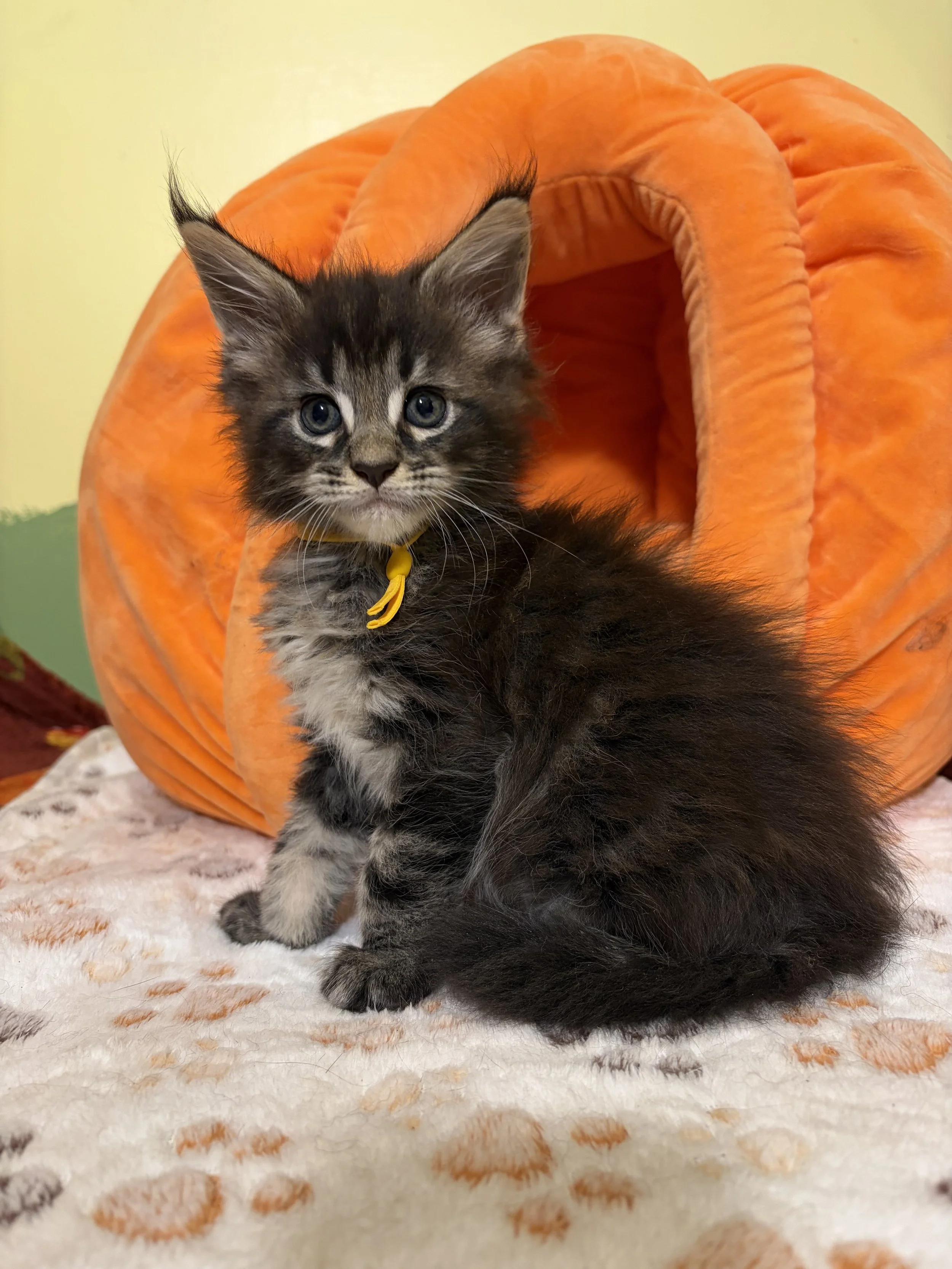 A Maine Coon kitten with blue eyes sitting in front of an orange plush cozy cat bed.
