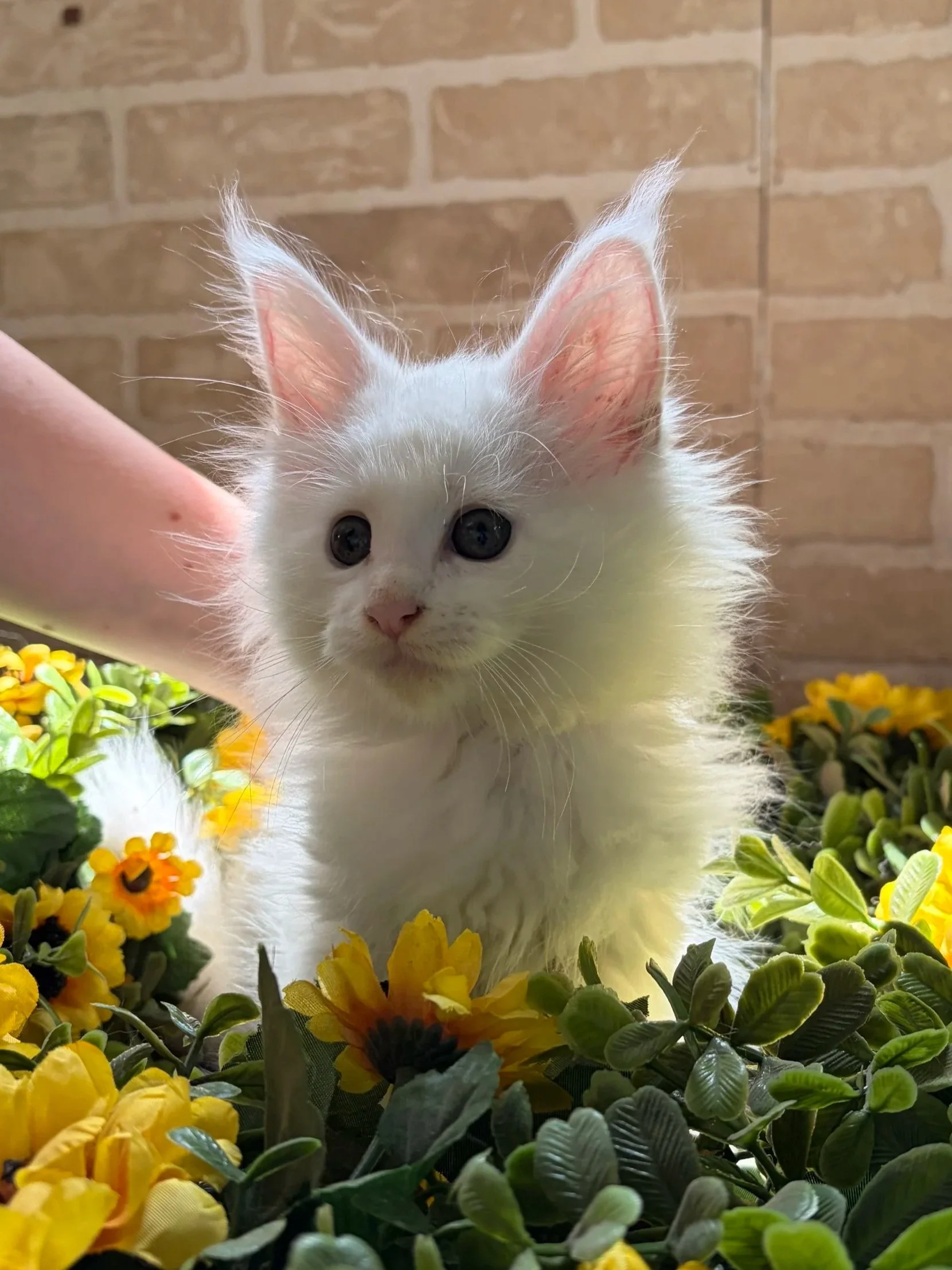 A white Maine Coon kitten with fluffy fur and large ears surrounded by yellow flowers with green leaves, with a brick wall in the background.