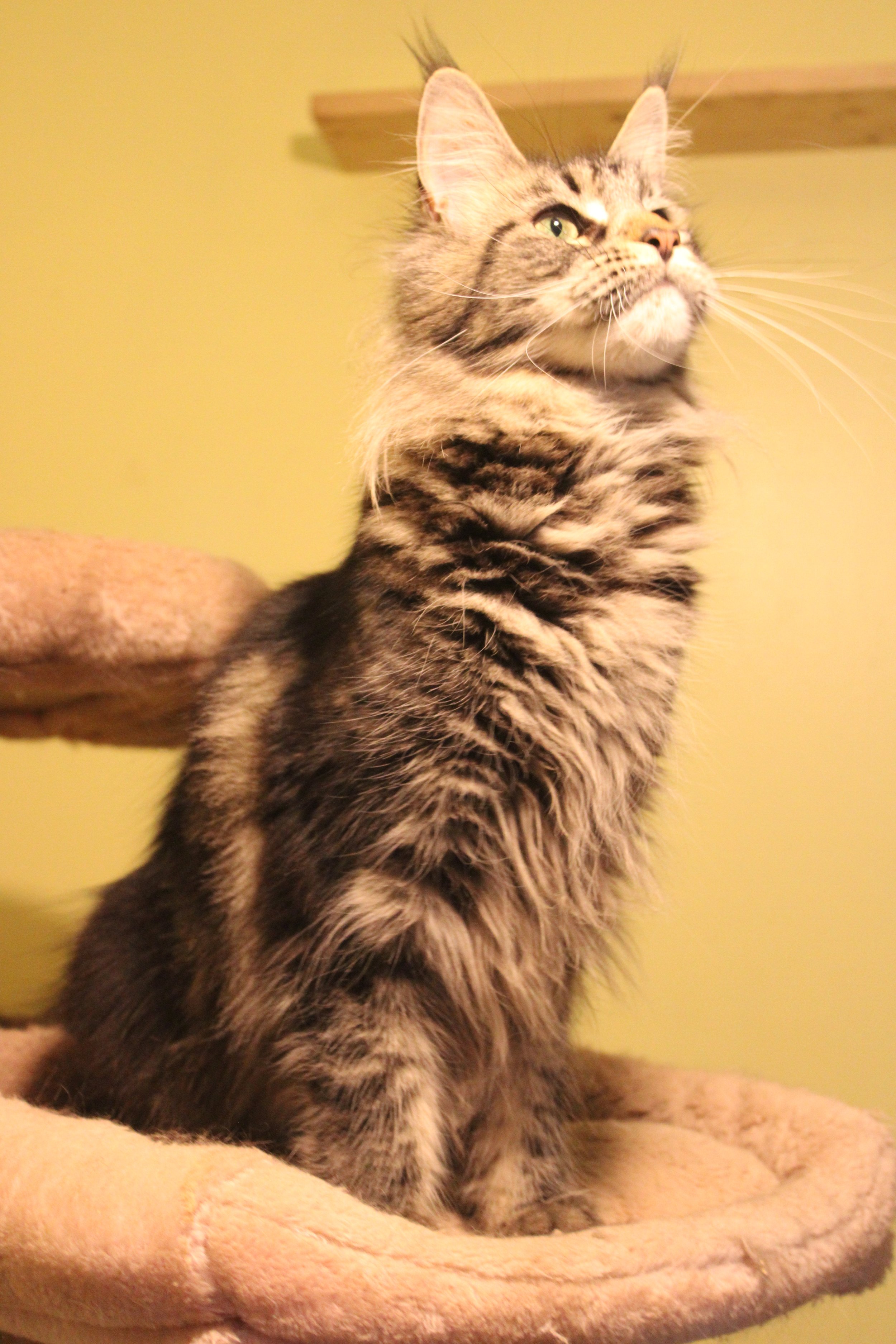 A tabby kitten sitting on a plush beige bed with a yellow wall in the background.