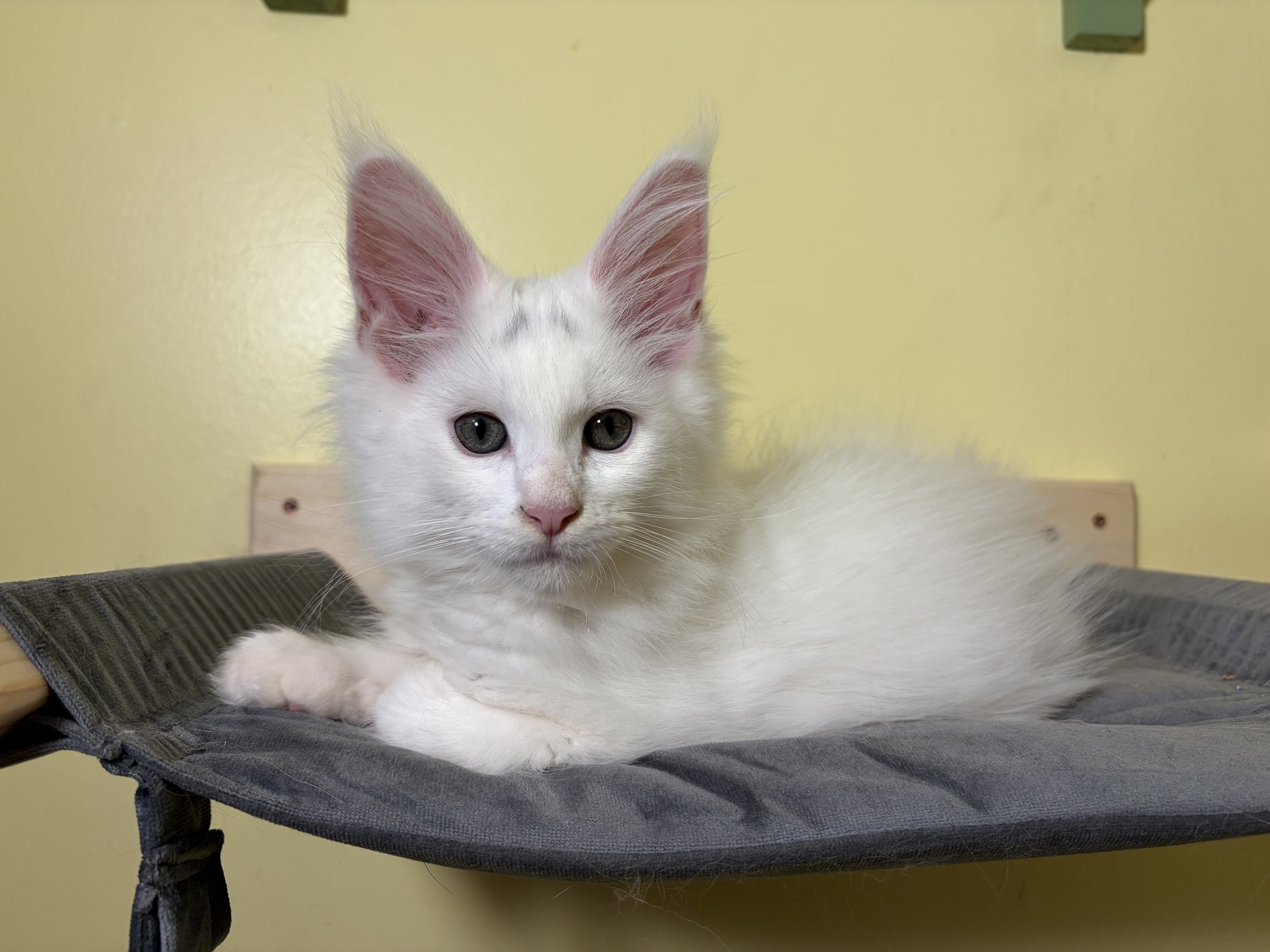A white Maine Coon kitten with bushy ears and yellow eyes lying on a gray cushion, with a yellow wall in the background.